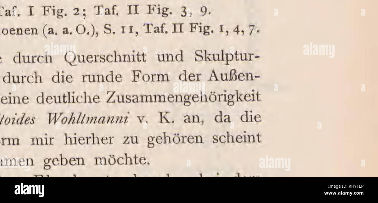 . Beiträge zur geologiche von Kamerun. Geologia e Paleontologia. Il dott. Friedrich Solge JC:^... aHo- Fig. 24. Querschnitt Jugendwindungen ho pljtoides Wohltmanni v. j&LT;^. Elephantenbank (Stück II der tabelle). 10/1.. Si prega di notare che queste immagini vengono estratte dalla pagina sottoposta a scansione di immagini che possono essere state migliorate digitalmente per la leggibilità - Colorazione e aspetto di queste illustrazioni potrebbero non perfettamente assomigliano al lavoro originale. Esch, Ernst,1870-; Oppenheim, Paolo,1863-1934; Solger, Friedrich,b. 1877; Jaekel, Otto Max Johannes,1863-1929; in Germania. Auswärtiges Amt. Kolonial-abteilung. Stoccarda, E. Foto Stock