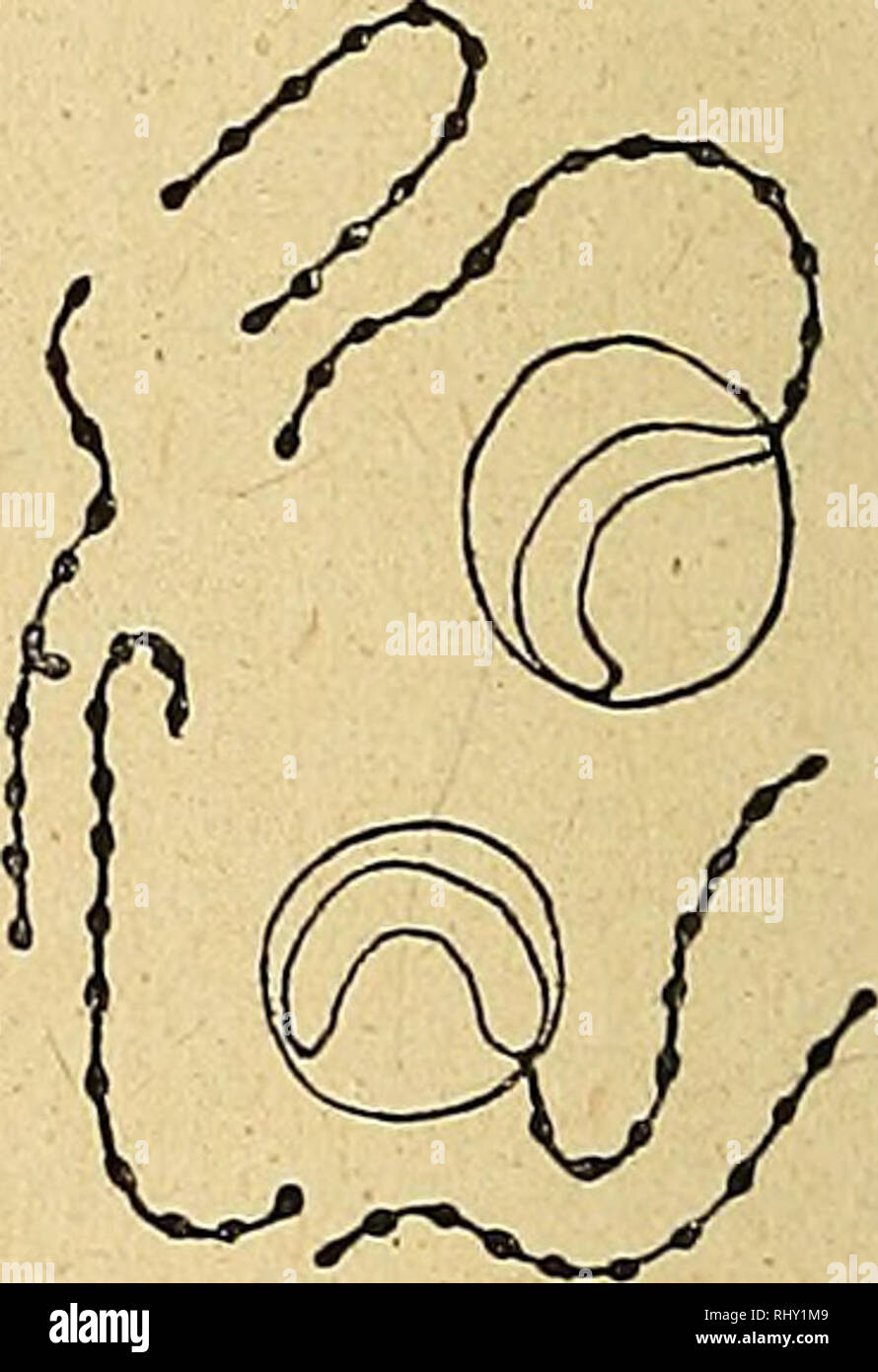 . Beihefte zum botanischen Centralblatt. Piante. Fig. 88. Spirogira triformis. Prophase. Nukleolus mit den 2 Nukleolusfäden und die perlen 6- schnurähnlichen Kernfäden aus dem Kern isoliert. Fig. 89. Spirogira triformis. Prophase. 2 Nukleolen, jeder Mit einem Nukleolusfäden und die 6 perlenschnurähnlichen Kernfäden aus dem Kern isoliert. daß die Ansichten der Forscher über die Struktur der Kern- plata verschieden sind. Strasburger (II, p. 524) erwähnt von spirogira majus- cula, dass die Kernplatte aus Stäbchen zusammengesetzt zu sein scheint in Wirklichkeit aber ein Kernfaden ist, welcher za Foto Stock