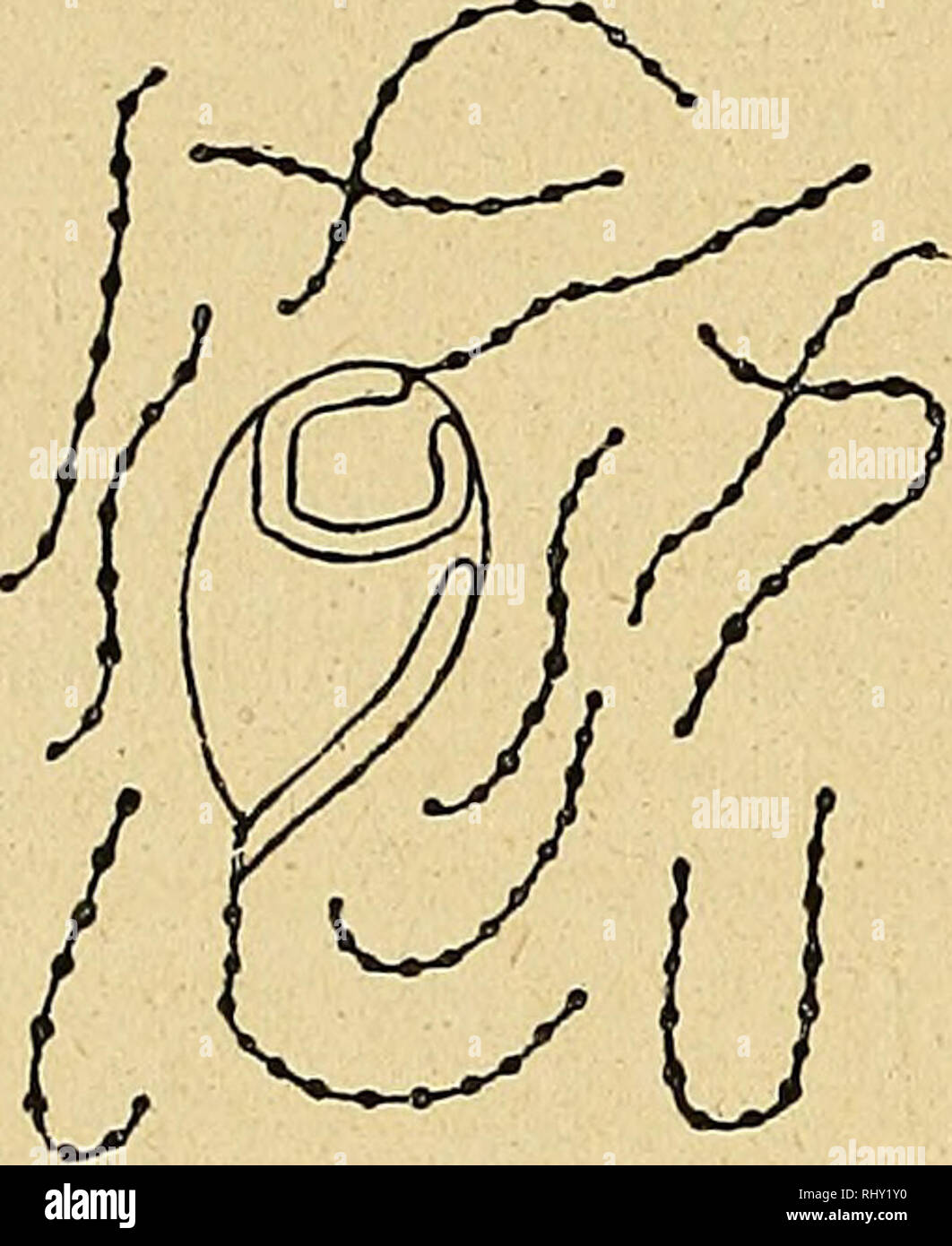. Beihefte zum botanischen Centralblatt. Piante. 306 Un Wisselingh, Zehnter Beitrag zur Kenntnis der Karyokinese. einen Nukleolus, den man als Nukleolen 2, die durch ein dünnes Zwischenstück verbunden sind (Fig. 63) (van Wisselingh, II, p. 201 und Fig. 5), betrachten kann. Immer ist der Nukleolus, ebenso wie der mit einer Wand versehene Kern, scharf begrenzt (Fig. 52 und Fig. 53). Wenn die Kernwand in der Prophase der Karyokinese sich auflöst, geht bei dem Kern die scharfe essere- grenzung verloren und in Übereinstimmung hiermit, kann man annehmen, dass, wenn der Nukleolus eine unregelmäßige forma b Foto Stock