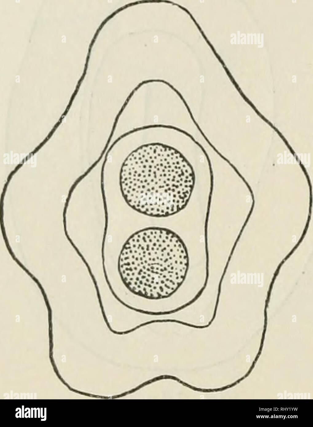 . Beihefte zum botanischen Centralblatt. Piante. 130 Glück, Über Alismaceen-Bastarde. ranunculoides. Die häufigste forma ist die breit-eiförmige (Fig. 16a); seltener ist die eilängliche (Fig. 16 b). Außerdem aber tragen die Früchtchen des bastardi an der Spitze einen kräftigen, schräg- abstehenden Schnabel, während bei Echinodorus ranunculoides (Fig. 15) der betreffende Teil nur ein minimales Rudiment dar- stellt und bei Alisma Planzago (Fig. 17) weit kräftiger und länger ist entwickelt und außerdem auch noch seitlich dem ansitzt Früchtchen.. Si prega di notare che queste immagini sono estratte da sca Foto Stock