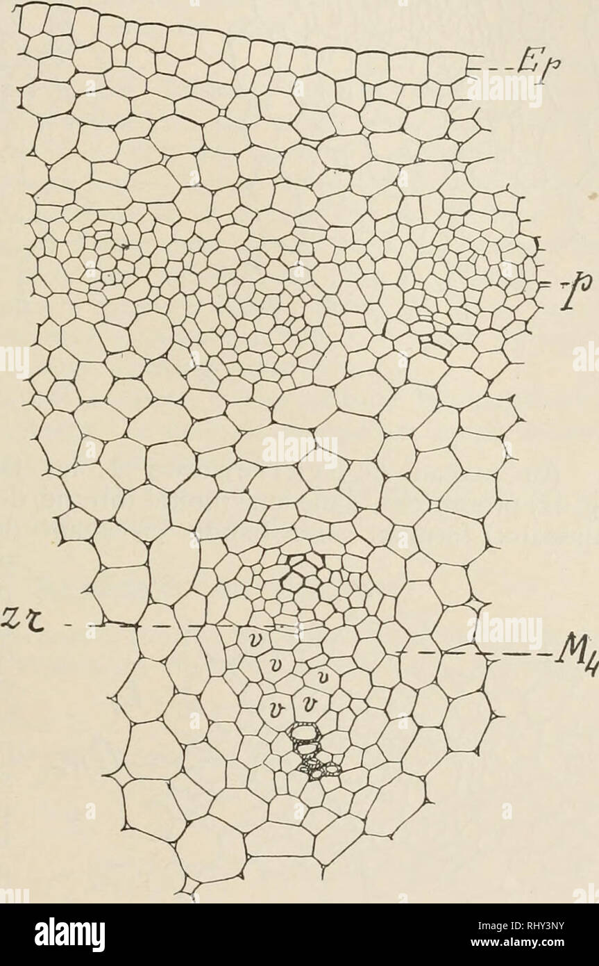 . Beihefte zum botanischen Centralblatt. Piante. Oueva, contributi ä l'anatomie des Monocotyledonees. 63 elementi des primitifs du faisceau; mais la zona de recloisonne- ment n'est pas visibile ä ce niveau ä l'inverso des autres Uvu- lariees. La futura gaine est toujours ä l'Etat de cellules etroites ä parois minces, tormant une bände più grandi punti aux oü se costituente des faisceaux peripheriques, qui sont encore ä ce niveau au stade procambial. Le tissu fondamentale un pri ä peu pres figlio aspetto definitif. A la base de l'e n t r e n u oc d 3 (fig. 38) les faisceaux peripheriques, netteme Foto Stock