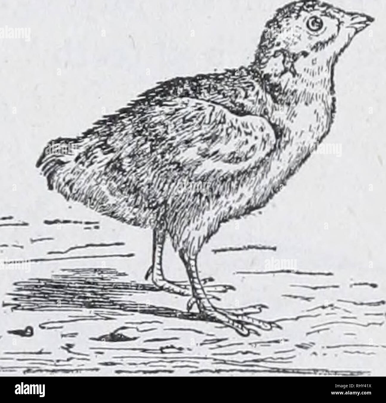 Principianti Zoologia Zoologia La Sua Superficie Inferiore La Sua Superficie Superiore Effetti Whiat Arc Notato Studiare