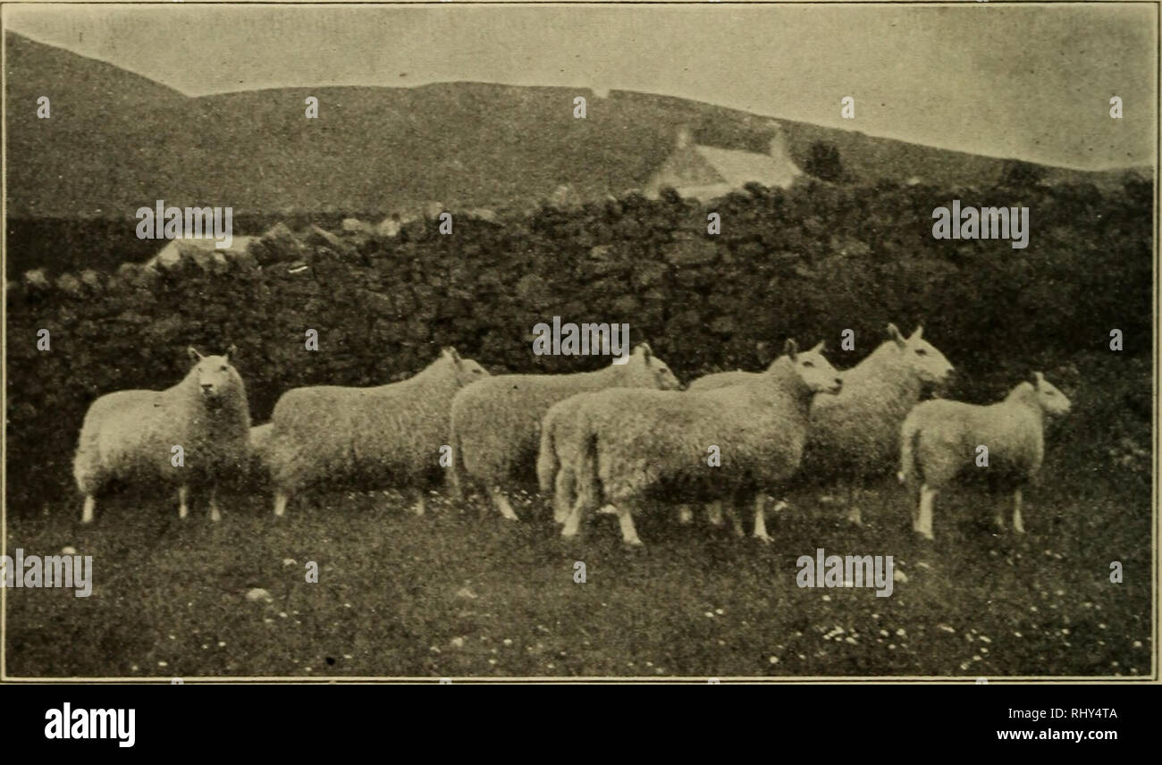 . Inizi in zootecnia. Bestiame; pollame. 88 BEGINNIXGS nella zootecnia piedi sopra il livello del mare. Erba è il prodotto universale, e qui questa razza di pecore è stata sollevata per la lunga oltre un cen- tury e migliorato gradualmente durante il passare degli anni. Oggi la Cheviot è un mezzo-lana, fair-dimensionato le pecore, i montoni del peso di circa 200 libbre a maturità e le pecore 150 libbre. Questa è una delle nostre più belle razze. La testa è entireh^ libera di lana e la faccia e le orecchie sono coperte w^th i capelli bianchi, con macchie nere di tanto in tanto. Fig. 49. Cheviot rams su pascolo in Scozia. Di proprietà Foto Stock