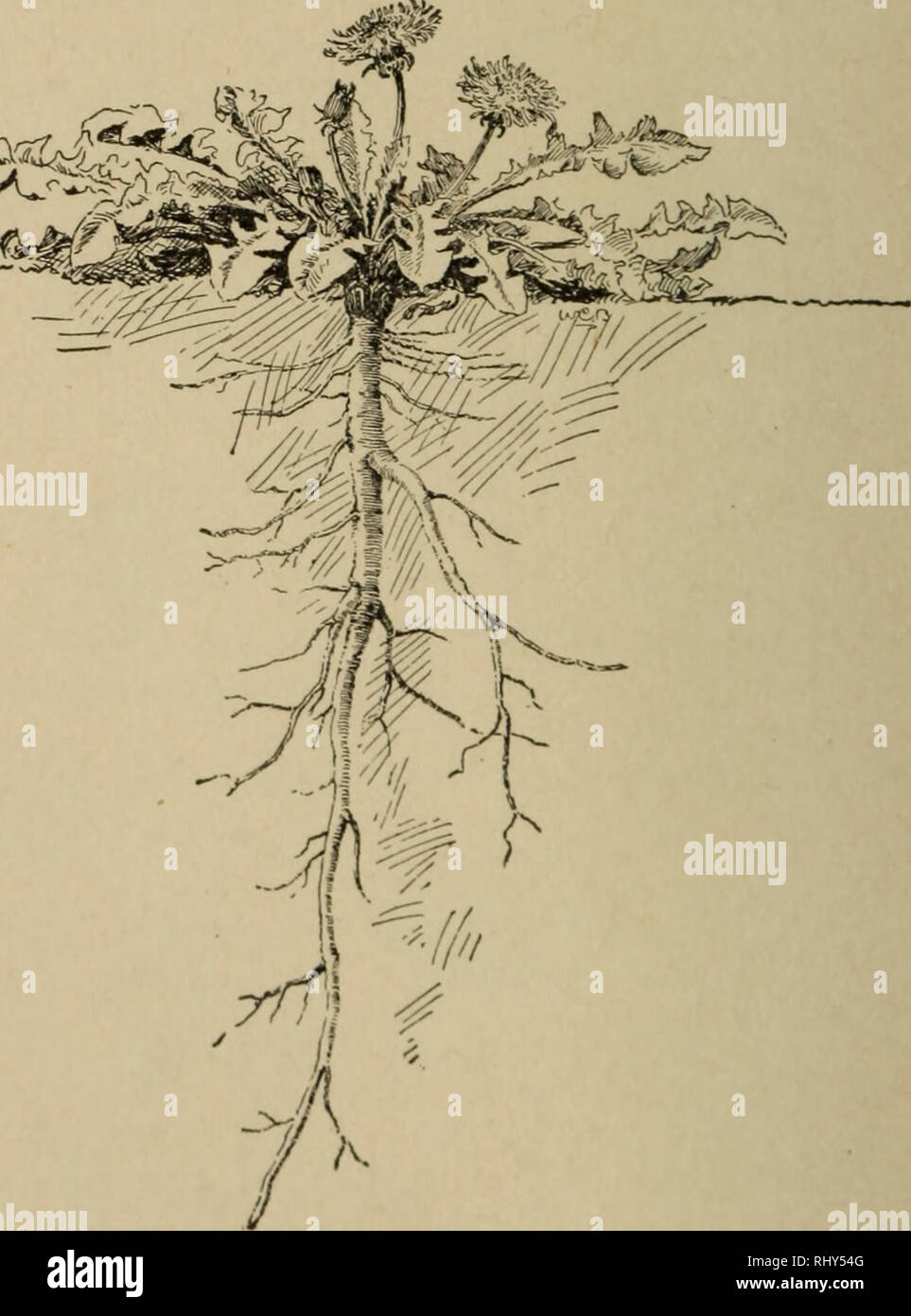 . Principianti " botanica. La botanica. Fig. 32. - Tap-sistema di radici di erba medica.. Fig. 33.-Tap-radice del dente di leone. Tutta la massa di radici di ogni pianta è chiamato il suo sistema di radici. Il sistema di radice può essere annuale o biennale peren- nial, erbaceo o woody, profonde o poco profonde di grandi o piccole dimensioni. Tipi di radici. - Un leader forte radice centrale che corre direttamente verso il basso, è un rubinetto-root. Il rubinetto a forme di root. Si prega di notare che queste immagini vengono estratte dalla pagina sottoposta a scansione di immagini che possono essere state migliorate digitalmente per la leggibilità - Colorazione e aspetto di queste illustrazioni potrebbero non perfettamente assomigliano al Foto Stock