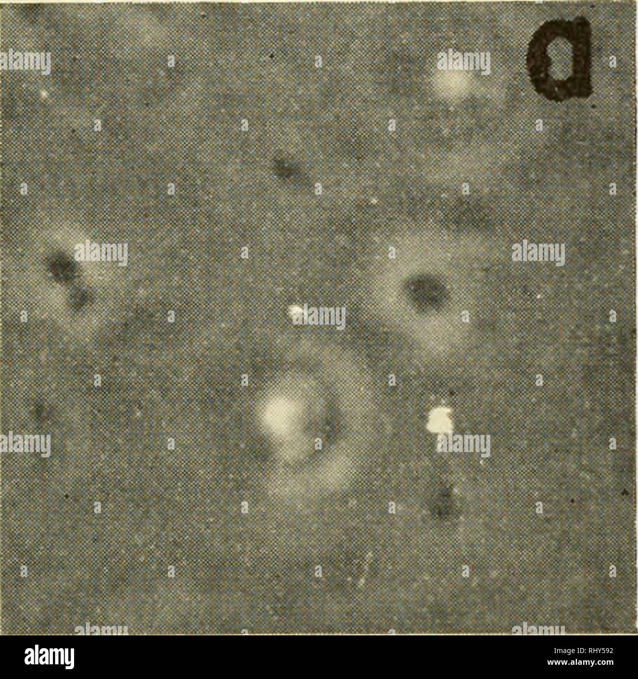 . Gli inizi di sviluppo embrionale : un simposio organizzato dalla sezione di Scienze Zoologiche della Associazione americana per il progresso della scienza, cosponsored dalla Società americana di zoologi e l'associazione di Southeastern biologi, e presentato in occasione della riunione di Atlanta, Dicembre 27, 1955. Embriologia. J. R. rasoio 275 da ricci di mare cellule embrionali, ha studiato con il microscopio a contrasto di fase negli omogenati, indicato un range di dimensioni da 0,5 a 2,5 micron, con una maggioranza di forma sferica o di forma ovale essendo circa 1,5-2,0 micron di diametro (rasoio, inedite obser Foto Stock