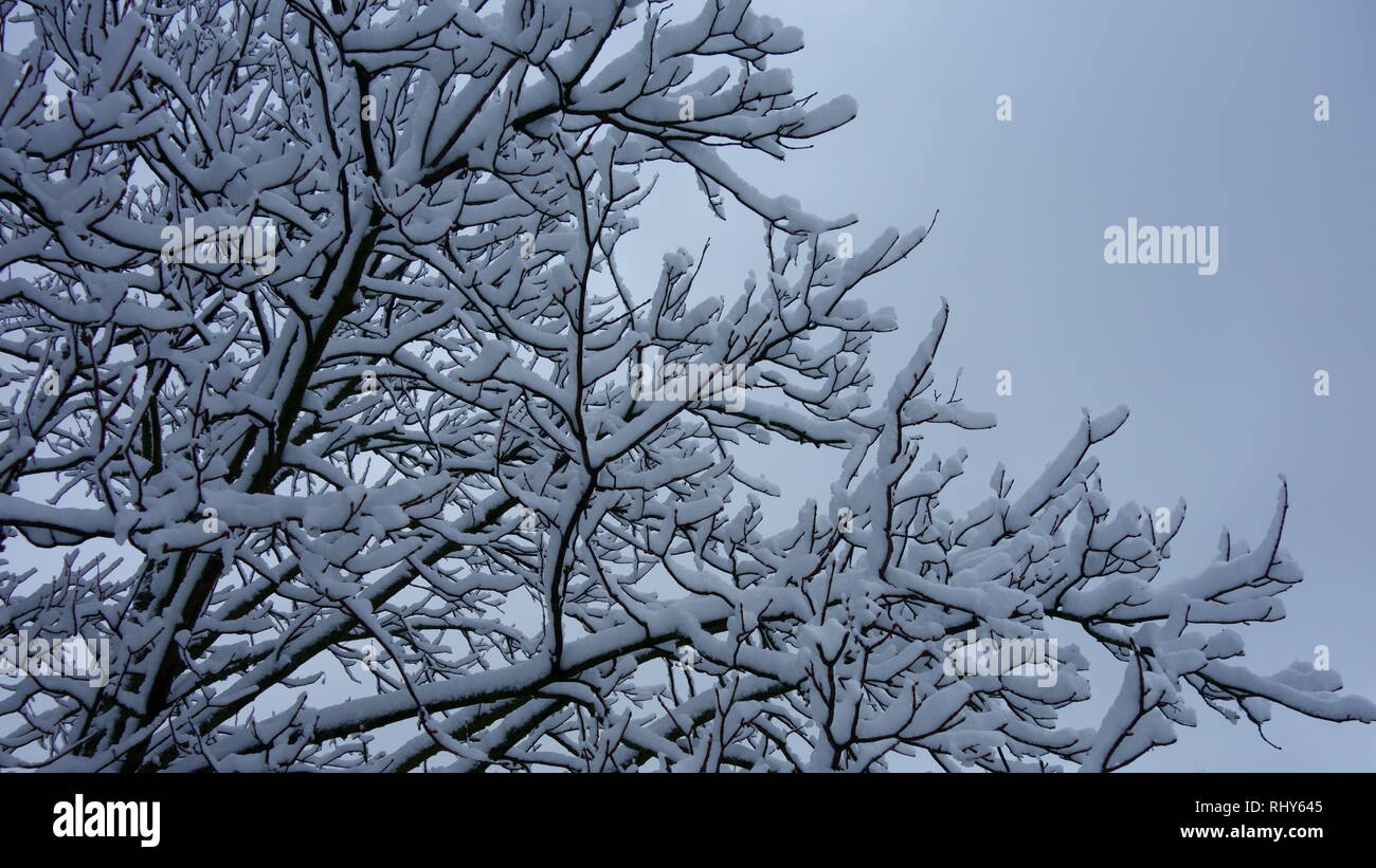 Rami e ramoscelli coperte di neve contro un pallido cielo blu Foto Stock