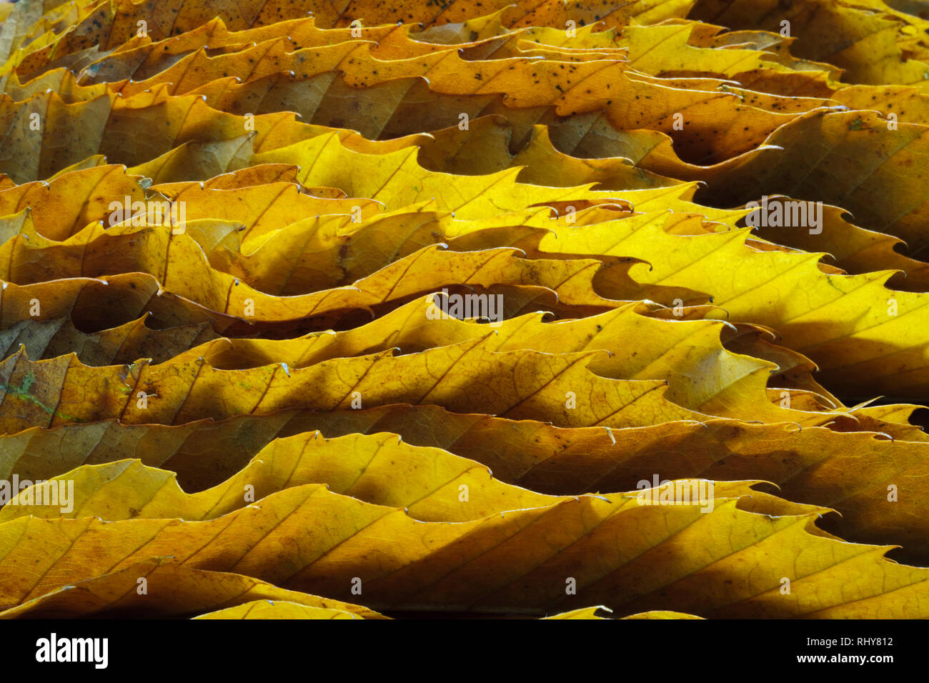 Bordi seghettati dolci di foglie di castagno che mostra i ganci e le vene. Foglie di autunno impilati insieme sul bordo e back lit. Foto Stock