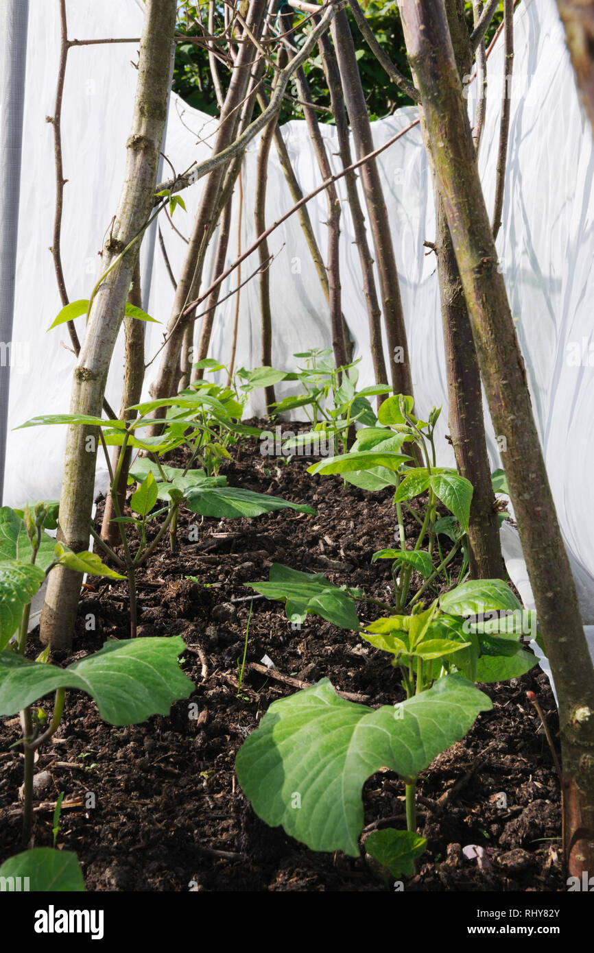Guida giovani piante di fagiolo protetti contro danni da vento da recinzione di giardino micro mesh. Foto Stock