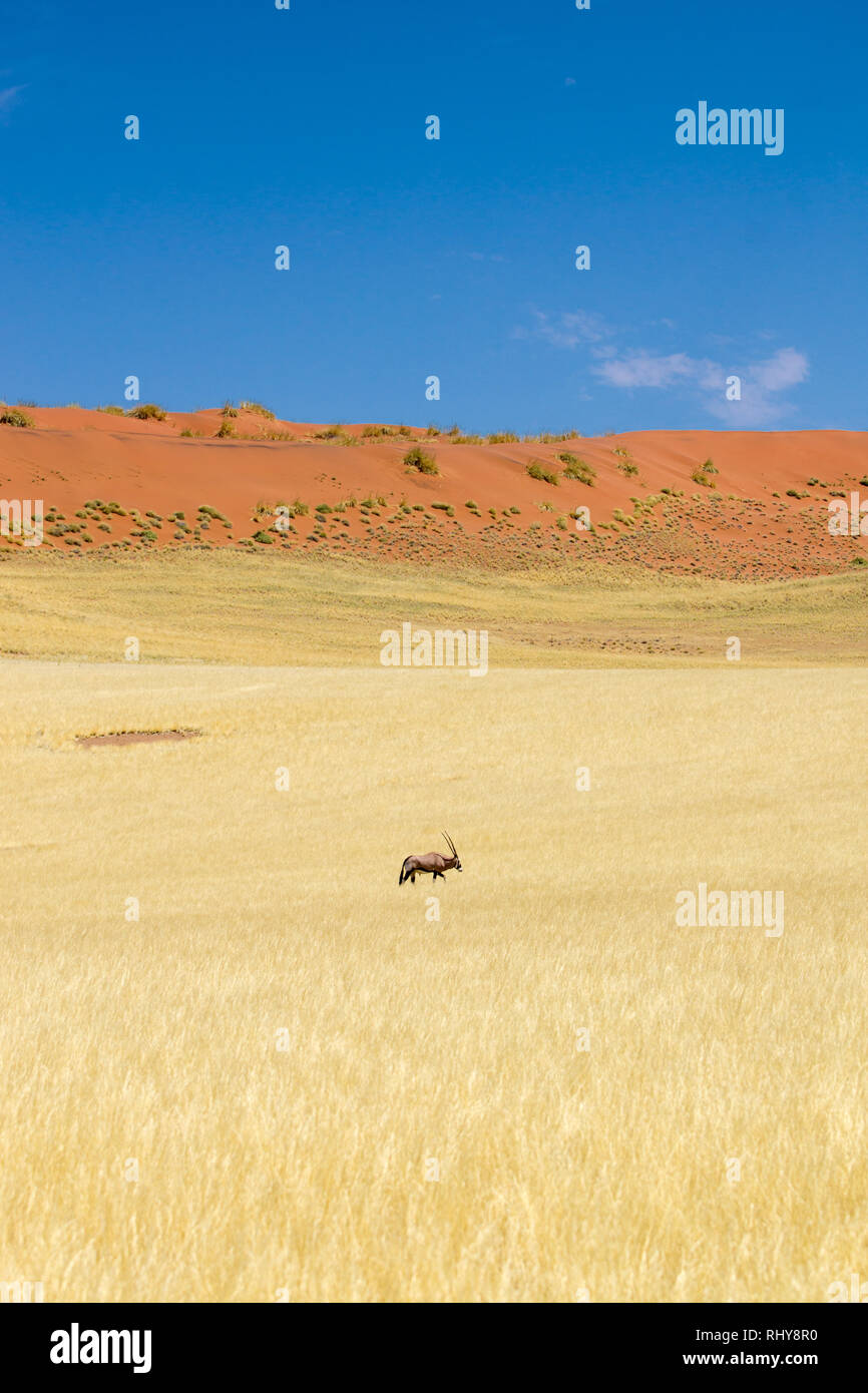 Un Oryx Antilope in Sossusvlei Foto Stock