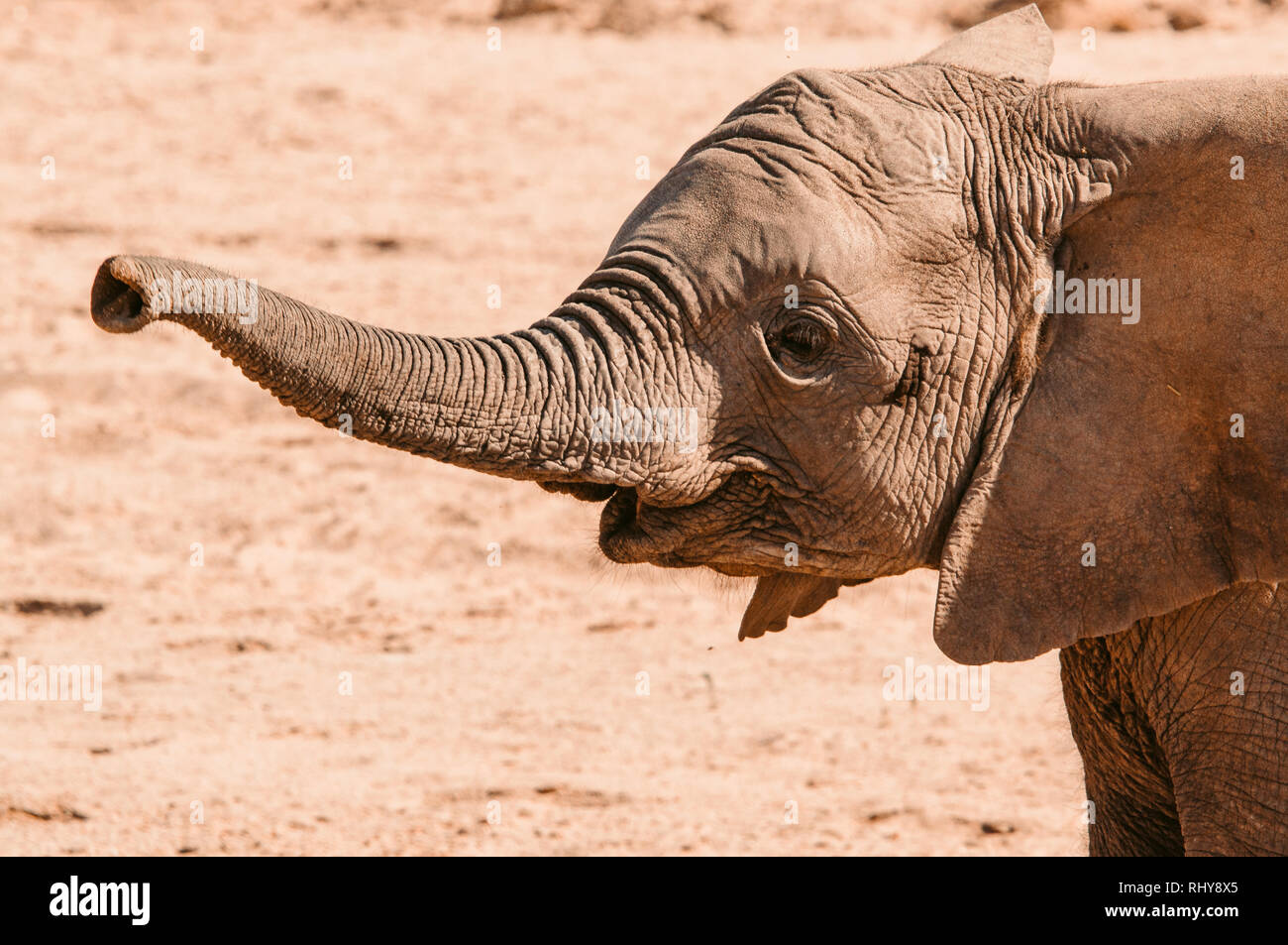 Un deserto baby elephant è la chiave per la sopravvivenza di questi fantastici giganti Foto Stock