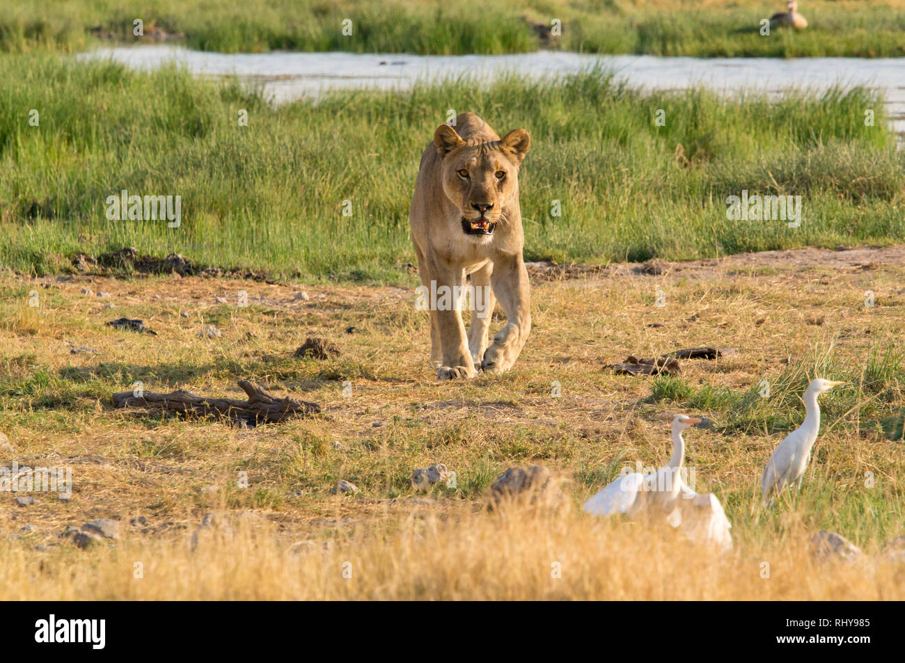 Una leonessa a un elefante uccidere nel Parco Nazionale Etosha Foto Stock