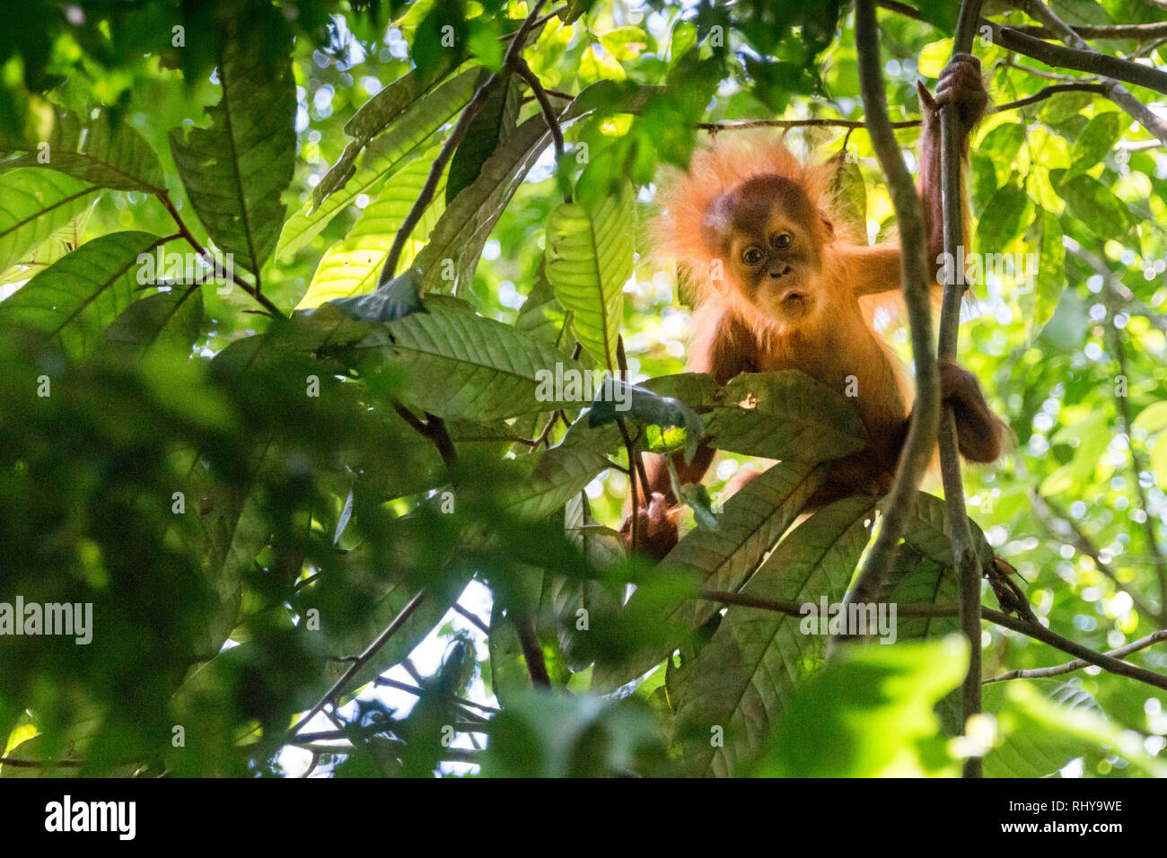 Un simpatico baby orangutan nelle foreste del Bukit Lawang l isola di Sumatra Foto Stock