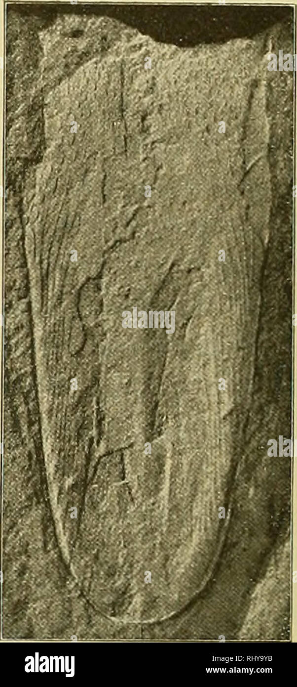 . Beiträge zur Paläontologie und geologiche Österreich-Ungarns und des orienta : Mitteilungen des Geologischen und istituti Paläontologischen der Universität Wien. Geologia e Paleontologia. Textfig. 2. Anhänge des Thorax (?). Podol Dvorce (e^ ss). / Trotzdem die vorliegende Zahnreihe eine in modo charakteristische Gestalt hat, ich sie doch nicht Mit einem neuen Namen belegen, weil sie nur in einem einzigen vorliegt esemplare. Sie stammt von Podol Cementarna aus der Stufe ßj ß. Von anderen Fußghedern, die mir aus e^ ß vorhegen, wäre vielleicht noch der Propodos des sechsten Fußes eines Pterygotus er Foto Stock