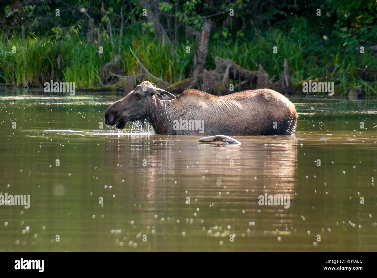 Moose prendere un bagno in un lago vicino Chena Hot Springs Foto Stock