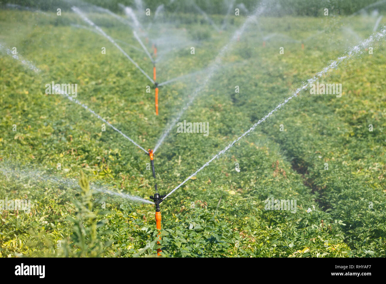 Sistema Irrigational su un ampio campo di patate. Agricoltura automatizzata, tecnologia, prevenzione della siccità, industria, produzione alimentare e concetto di agricoltura. Foto Stock