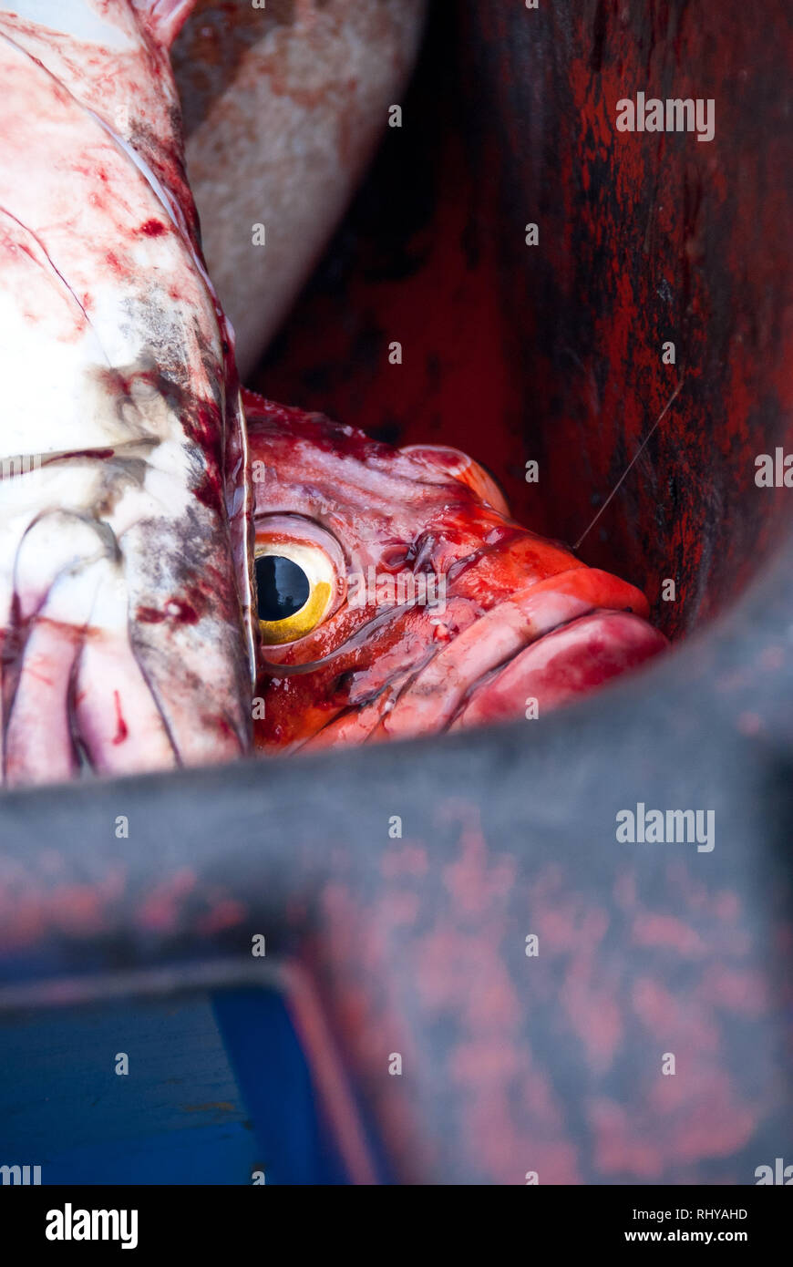 Un pesce rosso dopo beeing catturato da un pescatore locale in Prince William Sound a Valdez in Alaska Foto Stock