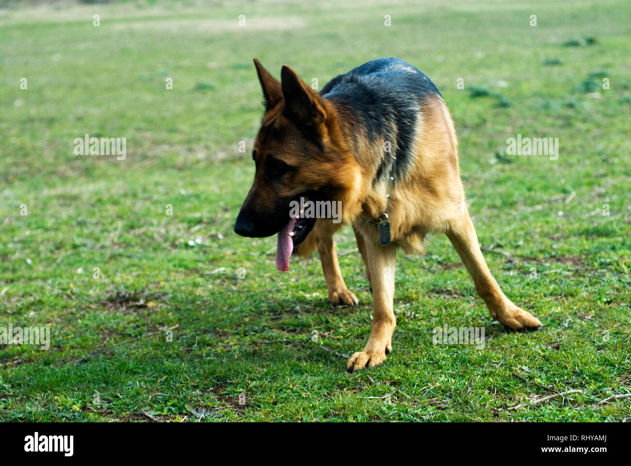 Pastore Tedesco cane al parco, in Roma. Foto Stock
