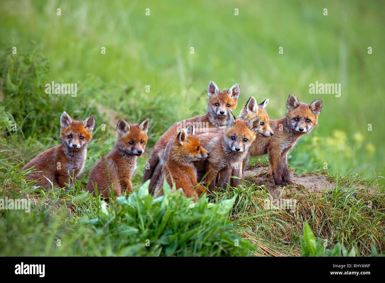 Red Fox, vulpes vulpes, cubs seduto da den. Foto Stock