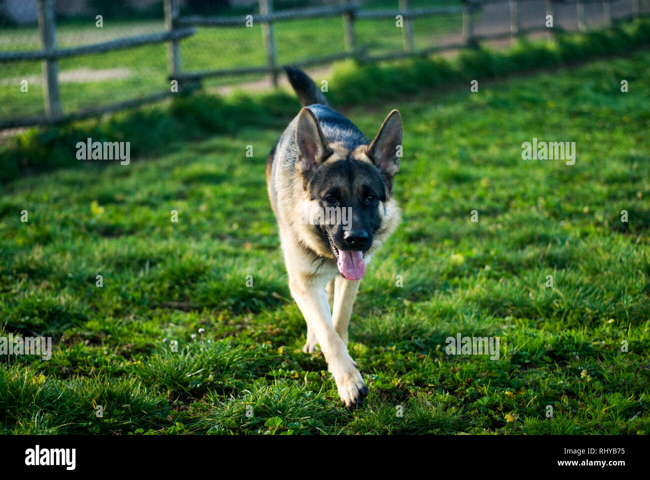 Pastore Tedesco cane al parco, in Roma. Foto Stock