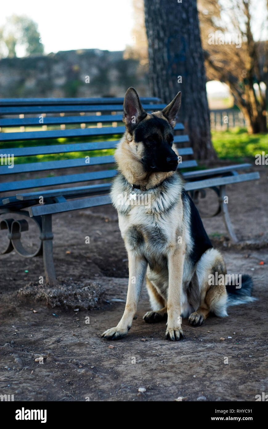 Pastore Tedesco cane al parco. a Roma Foto Stock
