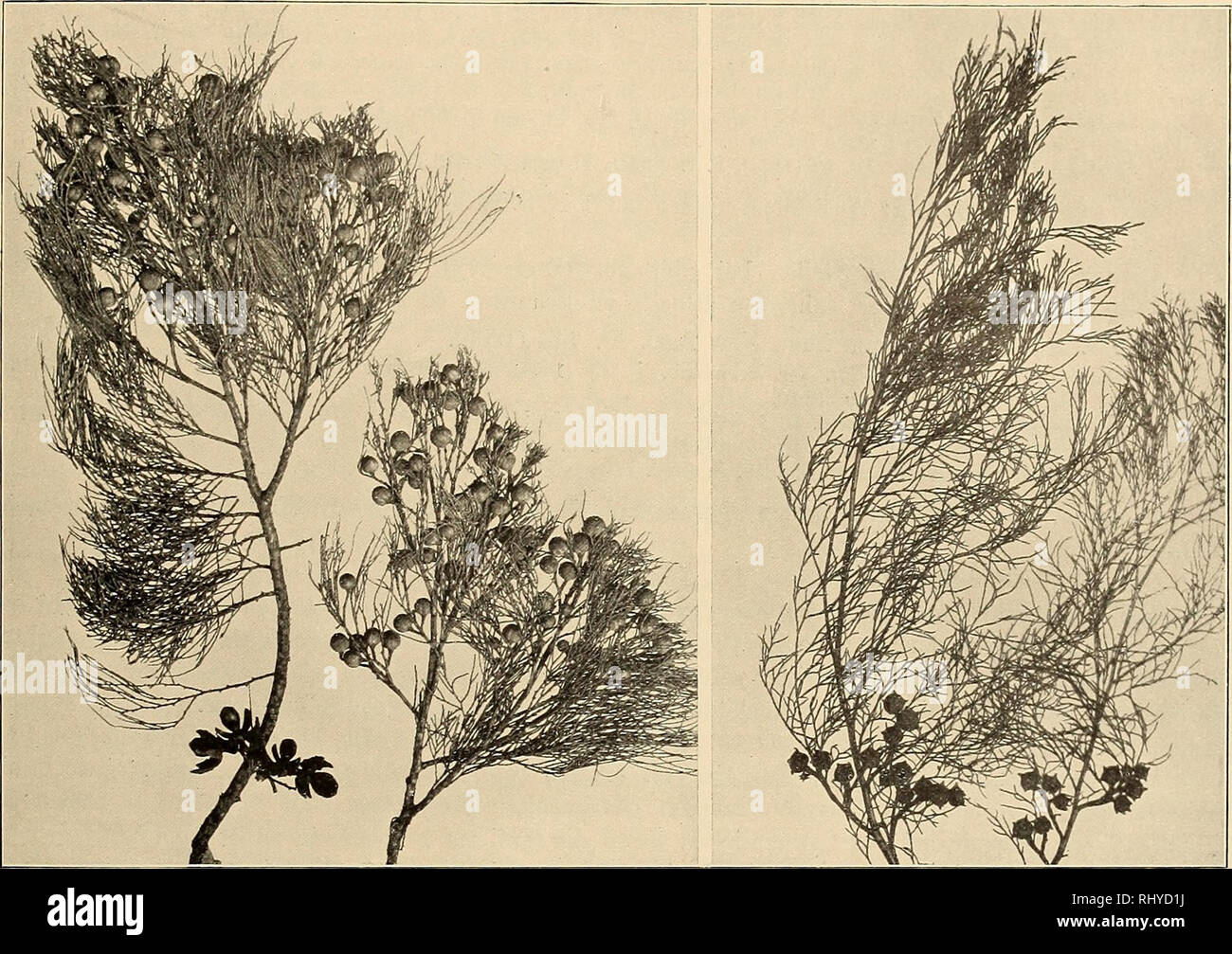 . Beiträge zur Flora und Pflanzengeographie Australiens. La botanica. - 249 - Frenela rhomboidea Endl. Syn. Conif. 36 (1847), Parlat. in DC. Prodr. XVI. 2, p. 447 (1868), Benth. Fl. Austr. VI. 237 (1873), J. H. cameriera. Usef. PI. Aust. 543 (1889), Turner in Proc. Linn. Soc. N. S.Galles XXVIII. 302 (1903). Abbildung: Textfig. 61, rechts. Geogr. Verbreitung: Queensland, N.S.Wales, Victoria, Australia del Sud, Tasmanien. Süd-Queensland: Stradbroke Island (Domin, IV. 1910), häufig.. Fig. 61. Link: Callitris eolumellaris F. v. Muell., rechts: C. eupressiformis Venten., beide nach Exemplaren vom Stradbroke è Foto Stock