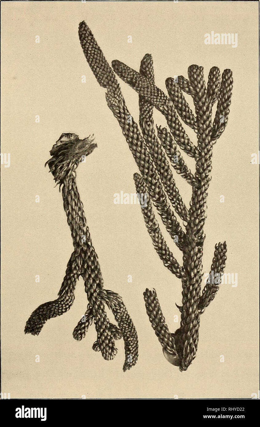 . Beiträge zur Flora und Pflanzengeographie Australiens. La botanica. 245 XVIII. Podocarpaceae. 72. Podocarpus L'lei. 294. P. elata R. Bb. ex Mirb. R. Br. ex Mirb. in Mem. Mus. Parigi. XIII. 75 (1825), F. v. Muell. Fragm. IV. 87 (1864), Parlat. in DC. Prodr. XVI. 2, p. 517 (1868), Benth. Fl. Austr. VI. 247 (1873), F. M. Bail. Syn. Queensl. Fl. 497 (1883), sost. Gov. Sei. Scad. Bellenden-Ker. Fig. 58. Arauearia Cunninghamii Ait., männliche Zapfen, nach einem Exemplare von den tamburello montagne. (4/s nat. Gr.) 61 (1889), Catal. Piante Queensl. 45 (1890), Queensl. Boschi 135 (1899), Queensl. Fl. V. 149 Foto Stock