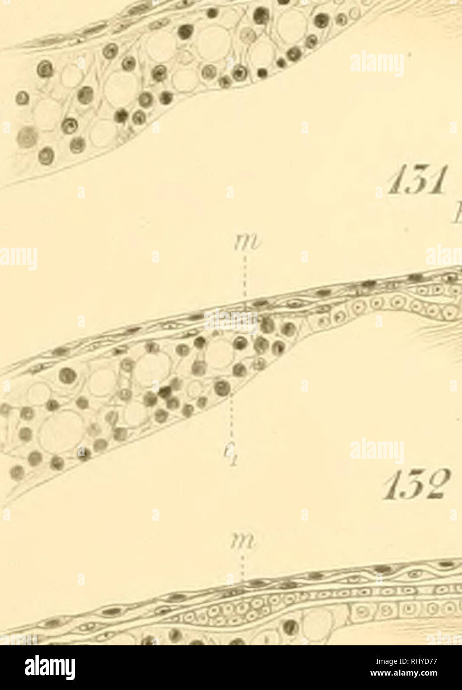 . Beiträge zur Entwicklungsgeschichte und Anatomie der Wirbeltiere. Vertebrati; vertebrati. A. ,^^^ ". ;5j3^iSäiSlStÄ"^^è^.T5^^ v^ , ^ ir, '^^ V . /A. Si prega di notare che queste immagini vengono estratte dalla pagina sottoposta a scansione di immagini che possono essere state migliorate digitalmente per la leggibilità - Colorazione e aspetto di queste illustrazioni potrebbero non perfettamente assomigliano al lavoro originale. Schauinsland, Hugo Hermann, 1857-1937. Stoccarda : E. Nägele Foto Stock