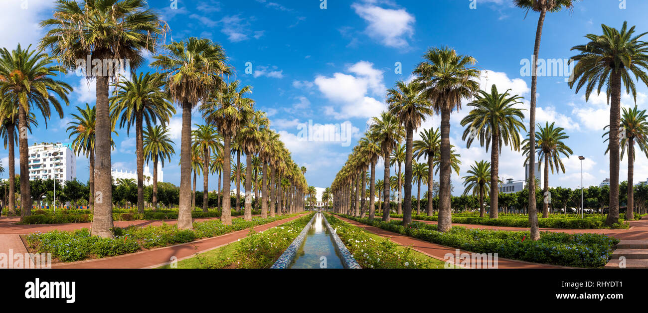 Panorama di palme nella Lega Araba Il parco ( Parc de la Ligue Arabe ) a Casablanca, in Marocco. Attrazione principale e bellissimo giardino verde Foto Stock