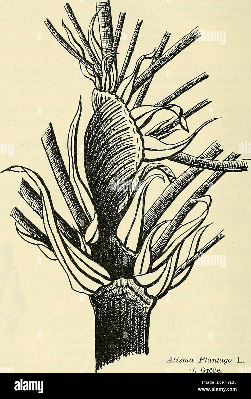 . Beihefte zum botanischen Centralblatt. Piante. 324: Schmidt, Teratologische Beobachtungen un einigen einheim. Pflanzen. 38. Orchidaceae. Orcliis Morio L. Weißblühend. Jauer: Poischwitz. Neottia nidus avis L. Hypertrophisch entwickelt. Jauer: Janusberg bei Klonitz.. Alisma Planzago L. Vi Größe. 39. Amaryllidaceae. Galanthus nivalis L. Innenkreis des Perigons vierblättrig. Jauer: Poischwitz. 40. Liliacee. Parigi quad^'ifolia L. Fünf zähliger Blattwirtel. Perigonblätter nicht vermehrt. Grünberg: Rohrbusch.. Si prega di notare che queste immagini vengono estratte dalla pagina sottoposta a scansione di immagini che possono essere state Foto Stock