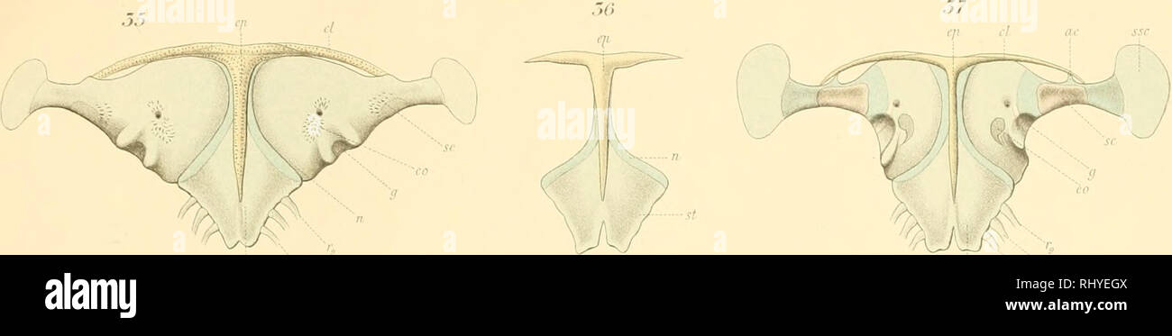 . Beiträge zur Entwicklungsgeschichte und Anatomie der Wirbeltiere. Vertebrati; vertebrati. Zoülo.gu:a . Hefl XXXIX. raf.vi.. J ' ^-^ /^ V^' (0 .' /Ti. Si prega di notare che queste immagini vengono estratte dalla pagina sottoposta a scansione di immagini che possono essere state migliorate digitalmente per la leggibilità - Colorazione e aspetto di queste illustrazioni potrebbero non perfettamente assomigliano al lavoro originale. Schauinsland, Hugo Hermann, 1857-1937. Stoccarda : E. Nägele Foto Stock