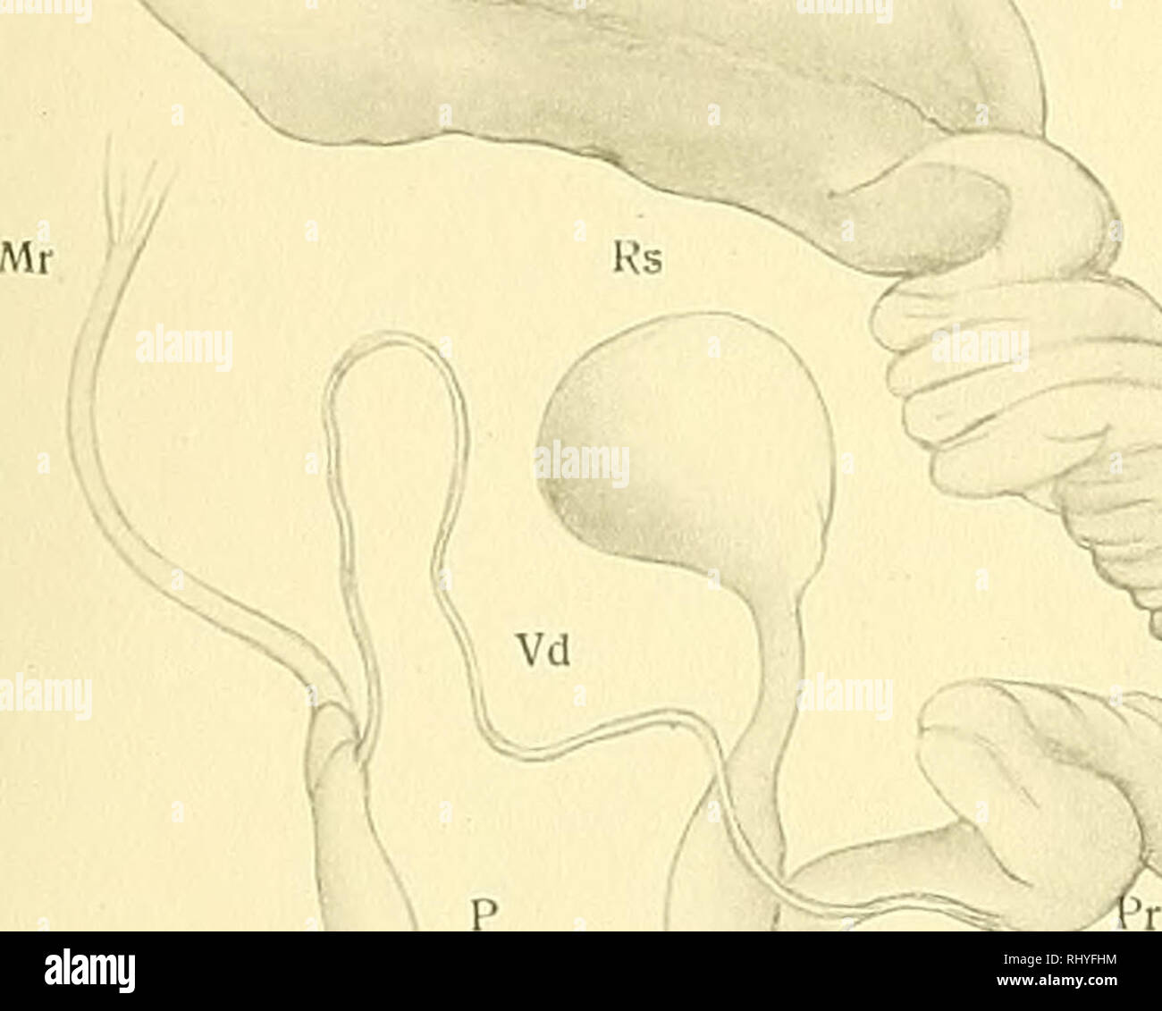 . Beiträge zur Anatomie und Systematik der Stylomatophoren aus dem Gebiete der Monarchie und der angrenzenden Balkanländer. Molluschi. Wagner, A. J.: Anatomie und Systematik der Stylommatophoren. Taf. I. 1. Si prega di notare che queste immagini vengono estratte dalla pagina sottoposta a scansione di immagini che possono essere state migliorate digitalmente per la leggibilità - Colorazione e aspetto di queste illustrazioni potrebbero non perfettamente assomigliano al lavoro originale. Wagner, Antoni Jozef, d. 1928. Wien, [K. K. Hof- und Staatsdruckerei] Foto Stock