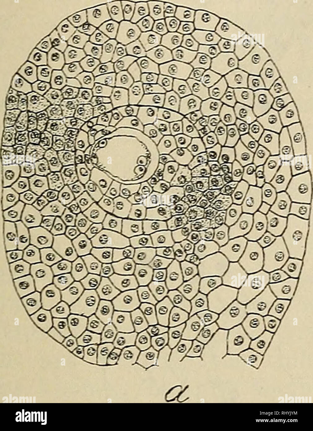 . Beihefte zum botanischen Centralblatt. Piante. Juel, Zur Entwickelungsgeschichte ä. Samens v. Cynomorium. 197 Die Kernfigur liegt dem des Scheitel Nucellus etwas genähert und die Scheidewand, die dann gebildet wird, teilt die Mutterzelle in eine kleinere apikale und eine weit grössere Tochterzelle basale (Fig. Ic). Die beiden Kerne durchlaufen zuerst ein Spiremstadium und führen dann gleichzeitig den zweiten Teilungsschiitt aus (Fig. 1 d). Die Keraspindel der grösseren Zelle ist longitudmal, diejenige der kleineren dagegen gerichtet trasversali (in Fig. 2 d ist der Nucellus etwas schief dm^ Foto Stock