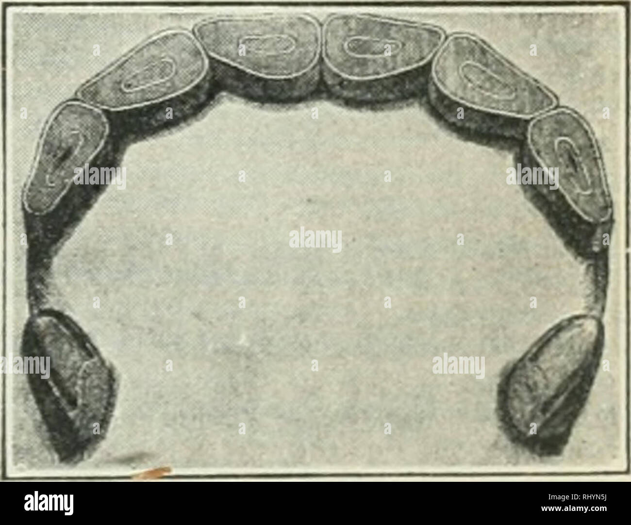 . Inizi in zootecnia. Bestiame; pollame. Fig. Così. S anni.. Si prega di notare che queste immagini vengono estratte dalla pagina sottoposta a scansione di immagini che possono essere state migliorate digitalmente per la leggibilità - Colorazione e aspetto di queste illustrazioni potrebbero non perfettamente assomigliano al lavoro originale. Lord Plumb, Charles Sumner, 1860-1939. San Paolo, Minn. : Webb Pub. Co. Foto Stock