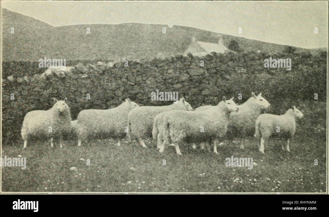 . Inizi in zootecnia. Bestiame; pollame. 88 BEGINXINGS IX HUSBAXDRY animale piedi sopra il livello del mare. Erba è il prodotto universale, e qui questa razza di pecore è stata sollevata per la lunga oltre un cen- tury e migliorato gradualmente durante il passare degli anni. Oggi la Chedot è un mezzo-lana, fair-dimensionato le pecore, i montoni aromid di pesatura 200 libbre a maturità e le pecore 150 libbre. Tliis è una delle nostre più belle razze. La testa è completamente libera di lana e la faccia e le orecchie sono coperte con i capelli bianchi, -vdth macchioline nere di tanto in tanto. Fig. 49. Cheviot rams su pascolo in Scozia. Owne Foto Stock