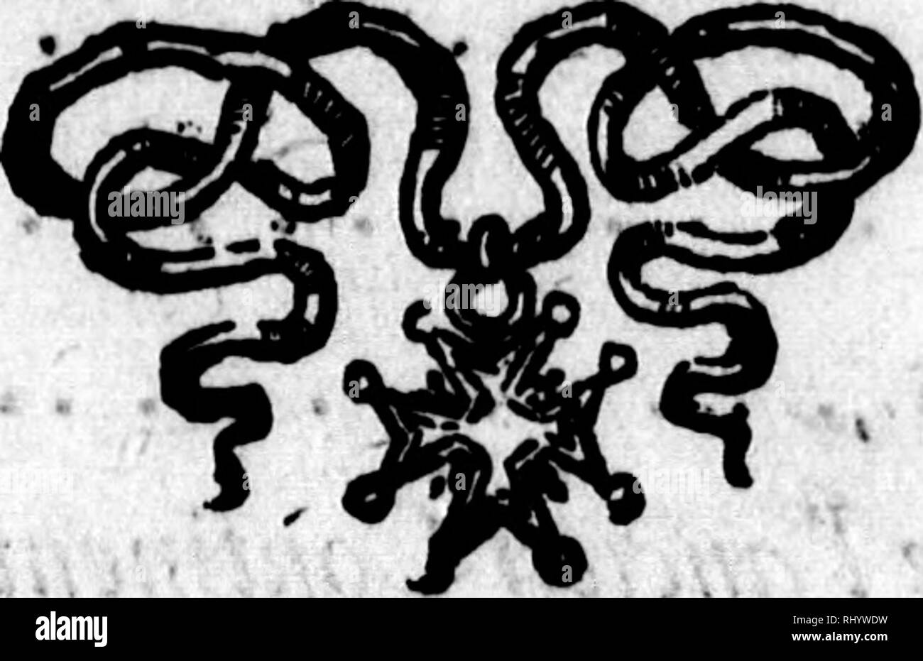 . Histoire Naturelle, gÃ©nÃ©rale et particuliÃ¨re [microforme]. Sciences Naturelles; storia naturale. hà Panthlre, tOme &AMP; h LÃ©opards Le JÃ guÃ t, â ¢ â ¢ . Â ¢ . 4 ...â ¢. * 289 Le Couguan â¢Â"â¢â ¢.Â"â¢â¢â¢Â"â ¢# mi^ Lynx ou L(7/^ -cervien . Â ¢ â ¢ . 303 Z^ CaracaL', â ¢ 320 34a 36j&GT; La Genette*.. # Â ¢ â ¢. r â ¢ â ¢ . , Â" 1 Â" HISTOIRE. Si prega di notare che queste immagini vengono estratte dalla pagina sottoposta a scansione di immagini che possono essere state migliorate digitalmente per la leggibilità - Colorazione e aspetto di queste illustrazioni potrebbero non perfettamente assomigliano al lavoro originale. Buffon, Georges Louis Leclerc, Comte d Foto Stock