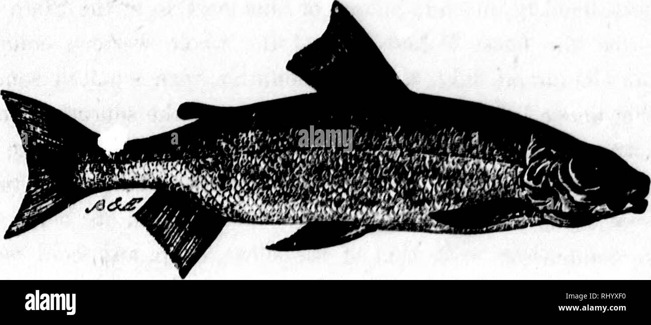 . Frank Forester Pesci e pesca degli Stati Uniti e British Province del Nord America [microformati] : illustrato dalla natura. La pesca; Pesci; Pêche sportive; Poissons. Io"ALMONID^. 141 MALACOPTERYOII addominale. SALMONIDiS.. Il pesce bianco. ATTIHAWMEO Cotegonvt Albu$f Le Saenrt Corier. / Questa e le successive i pesci sono i due ultimi della famiglia di salmone, e solo due di loro peculiare snh-gcnus trovati nei limiti degli Stati Uniti e British Province, sebbene ci siano molte altre specie nelle regioni artiche. In Europa hanno diversi equivalenti che sono gene Foto Stock