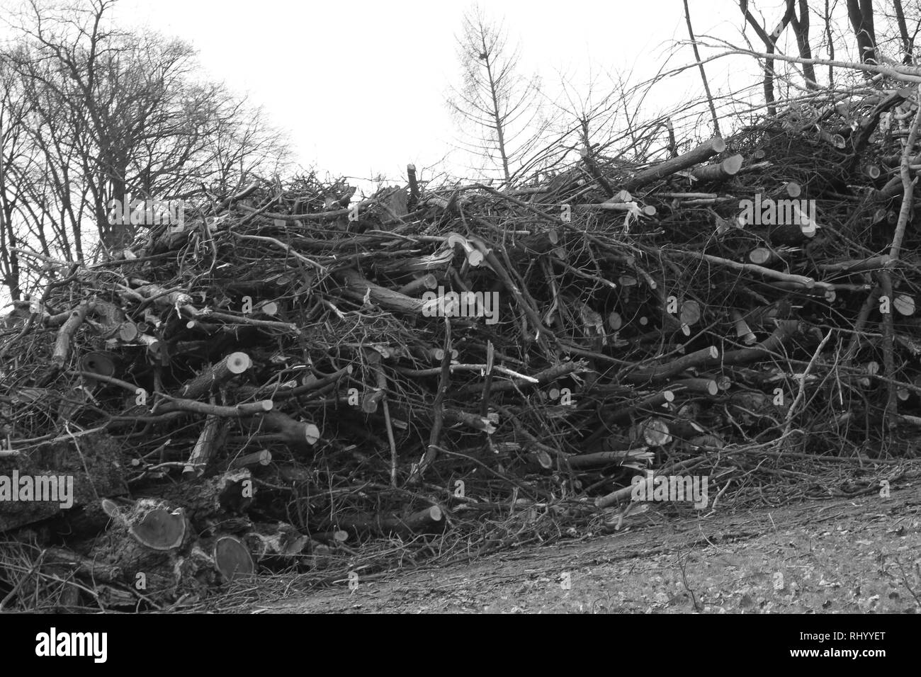 alberi abbattuti Foto Stock