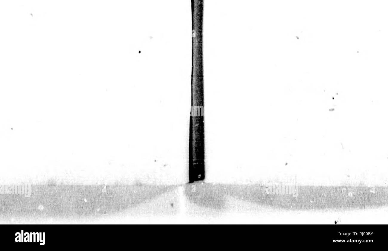 . Bemerkungen auf einer Reise in die sÃ¼dlichen Statthalterschaften des russischen Reichs in den Jahren 1793 und 1794 [microformati]. Storia naturale; Storia Naturale; Sciences Naturelles; Sciences Naturelles. das ge- grofseii ites, die alle UE- isa mari- ne Mel- SotichuSf la. Nur en, die mutlilich giacciono in der ngel und â¢n junger ielit, barca a vela con lui italicus perdere Heu- ind einige B gewohn- lesen, tlia- md bisseu guerra, dafs g wurdeu, ^anze neu- -Reu vsen, inen Heu- Krym. Â i^' FL 435 Sobald die kleinen Heusclireclten nach der letzten Haulung Flligel gewinnen, zerstreuen sie sich melir und melir, fliegen Foto Stock