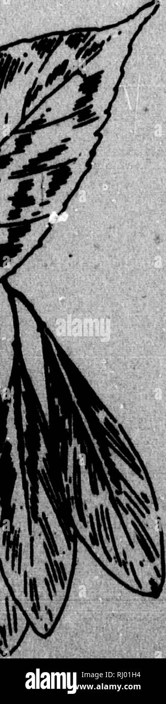 . Edicola alberi [microformati] : serie IV. Essendo una descrizione della hickories, ceneri, ippocastano, pino, abete, picea, ecc. Alberi; Arbres. IMMI iBPHH FMnttf SeMl . Bwk . Altezza della famiglia di Habitat amta • Baik . Habitat altezza di cenere nera. Frdxiiuu samititi/hiia. OLEACE^, l'olio d'oliva. Leafleu da 7 a 11, uno laterale* stemless, profondo verde moderato, pallido al di sotto, liscia. Ampia alato, breve, punta smussata, spesso intrecciata, lunghi grappoli. Grigio tingono di rosso-marrone, scaglie sottili. 50 ft e 70 ft., talvolta 90 ft. Paludi basse e accanto a ruscelli. Me. a N. Y., a sud di Newcastle Co., Del., MTT. di Virginia, southern 111., ce Foto Stock
