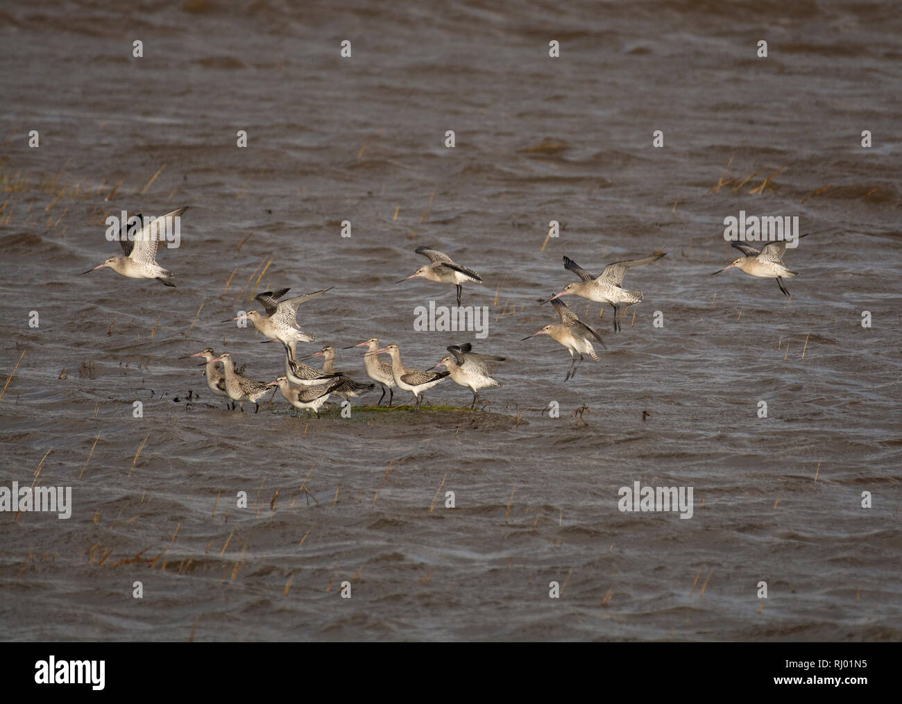 Gregge di nero-tailed godwit, Limosa limosa, morecambe bay, lancashire, Regno Unito Foto Stock