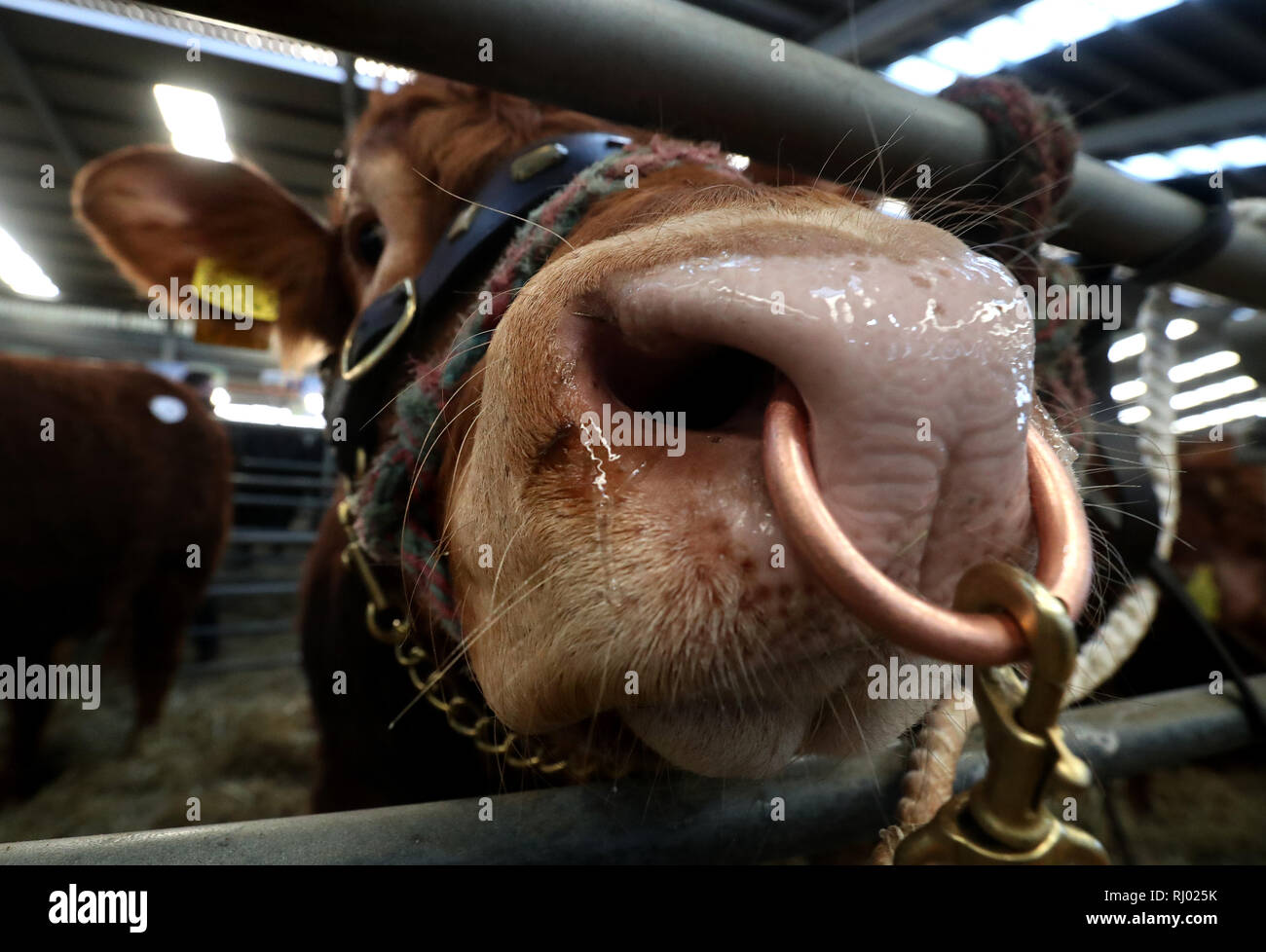 Un toro nella sua penna ad aste unita' Stirling Bull vendite a Stirling centro agricolo. Foto Stock