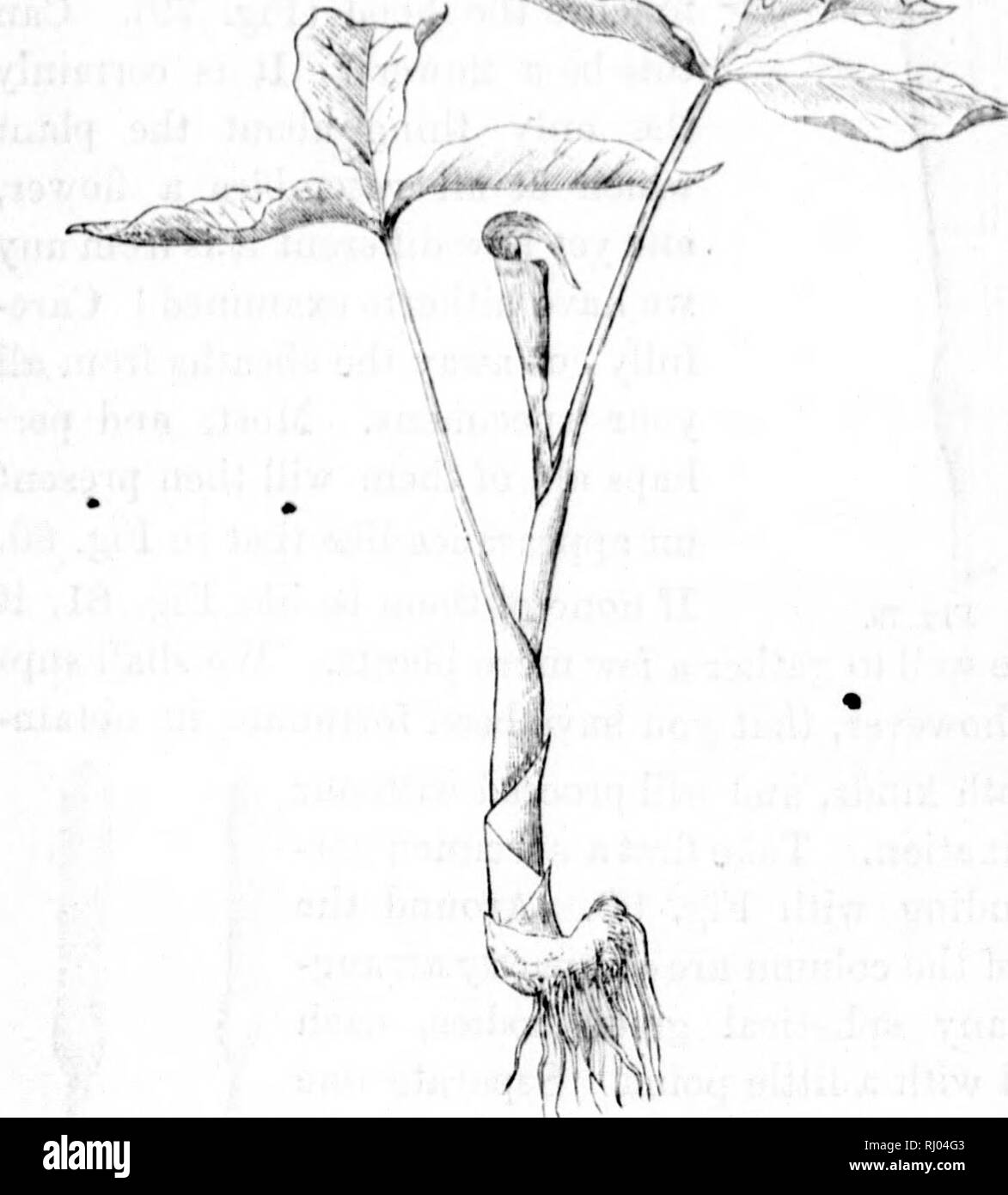 . Gli elementi strutturali di botanica [microformati] : con particolare riferimento allo studio delle piante canadese, al quale è stata aggiunta una selezione delle prove d'esame. Anatomia vegetale; botanica; Botanique; Botanique. .^ :s. ersist- faceI Ir 111 stylej Itic. KLEMENTM DI STRriirRAL lloiAXY. 51 ()(&GT;. f ndian rapa. Tliis ))lant iimy essere facilmente lutt con Ui i nostri boschi in oaily sumuier. Esso è aro non ha familiarità con il suo aspetto, la iinnoxcd taglio (Fig. 7B) 5.4 i5 m:^^^^:'. • Fig. 78. ' ' Saranno lielj) è possibile riconoscere in esso. Procurarsi diverse speci- mens; queste saranno ))robably in un primo momento sembrano yoi^ simili ui ev Foto Stock