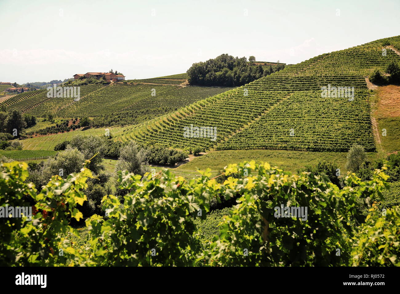 Bel paesaggio di vigneti nel Chianti in Toscana, Italia Foto Stock