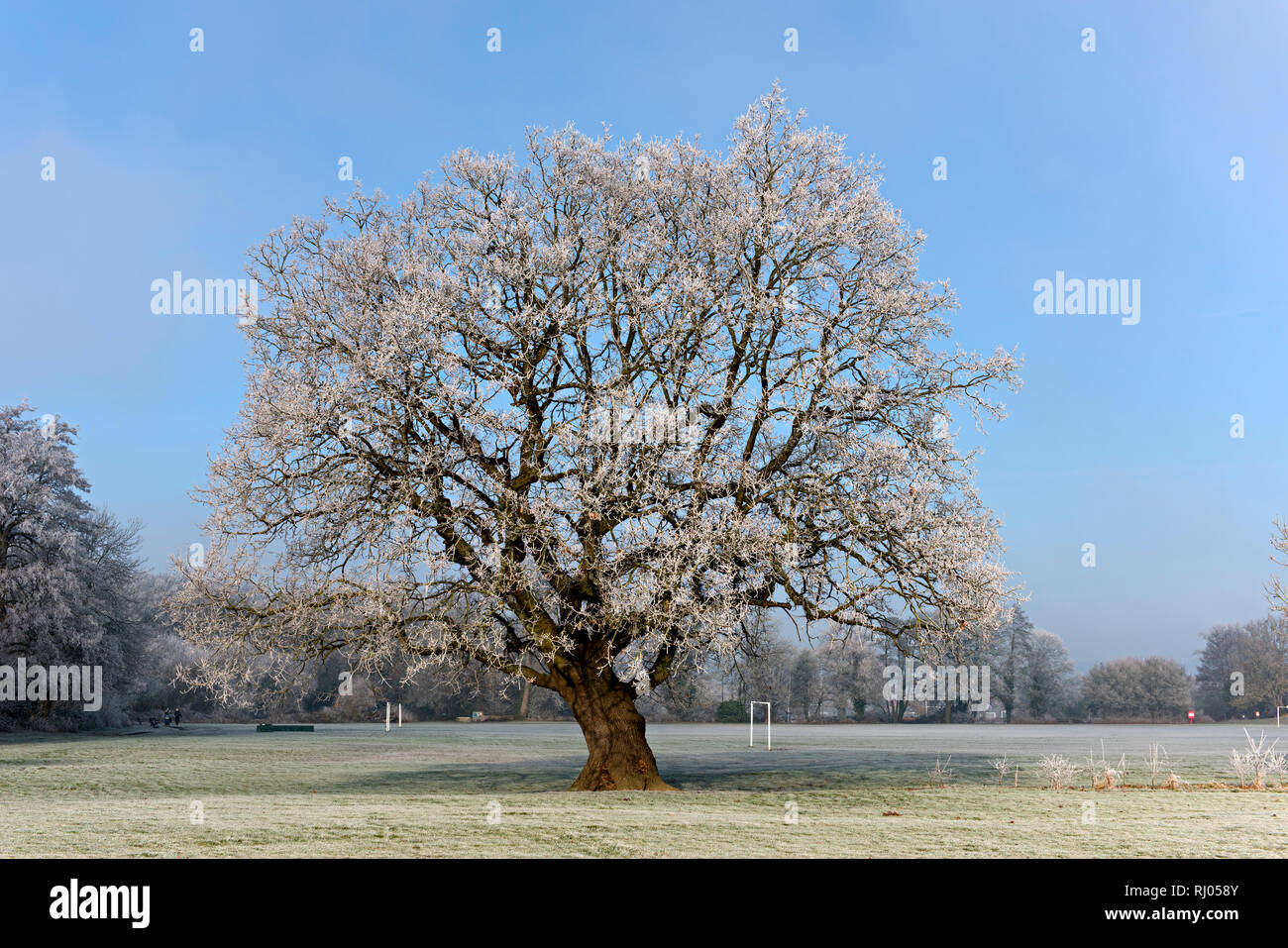 Trasformata per forte gradiente la brina su alberi in un parco a Tonbridge in Kent REGNO UNITO Foto Stock