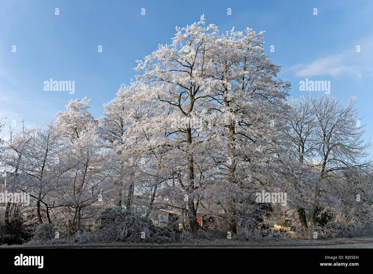 Trasformata per forte gradiente la brina su alberi in un parco a Tonbridge in Kent REGNO UNITO Foto Stock