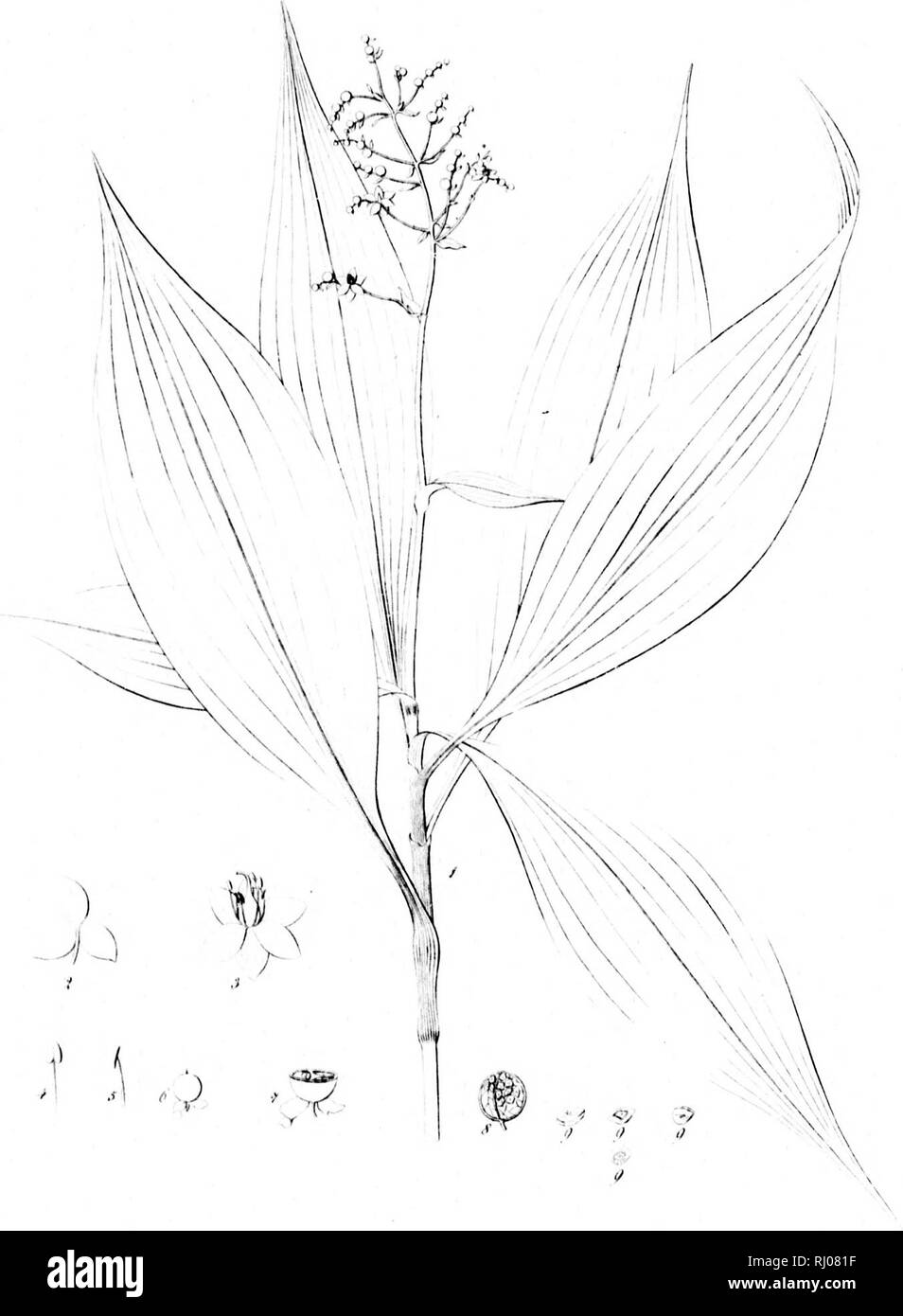 . Reliquiae Haenkeanae seu Descriptiones et icones plantarum, quas in America meridionali et boreali, in insulis Philippinis et Marianas collegit Taddeo Haenke, philosophiae medico, phytographus regis hispaniae [microformati]. Haenke, Taddeo, 1761-1817; Haenke, Taddeo, 1761-1817; botanica; Botanique. Â Â /.â¢L XX i:. Â "â â ^C-A/. w se sa se lll ( â ¢;. Si prega di notare che queste immagini vengono estratte dalla pagina sottoposta a scansione di immagini che possono essere state migliorate digitalmente per la leggibilità - Colorazione e aspetto di queste illustrazioni potrebbero non perfettamente assomigliano al lavoro originale. Presl, Karel BoTrivo Foto Stock