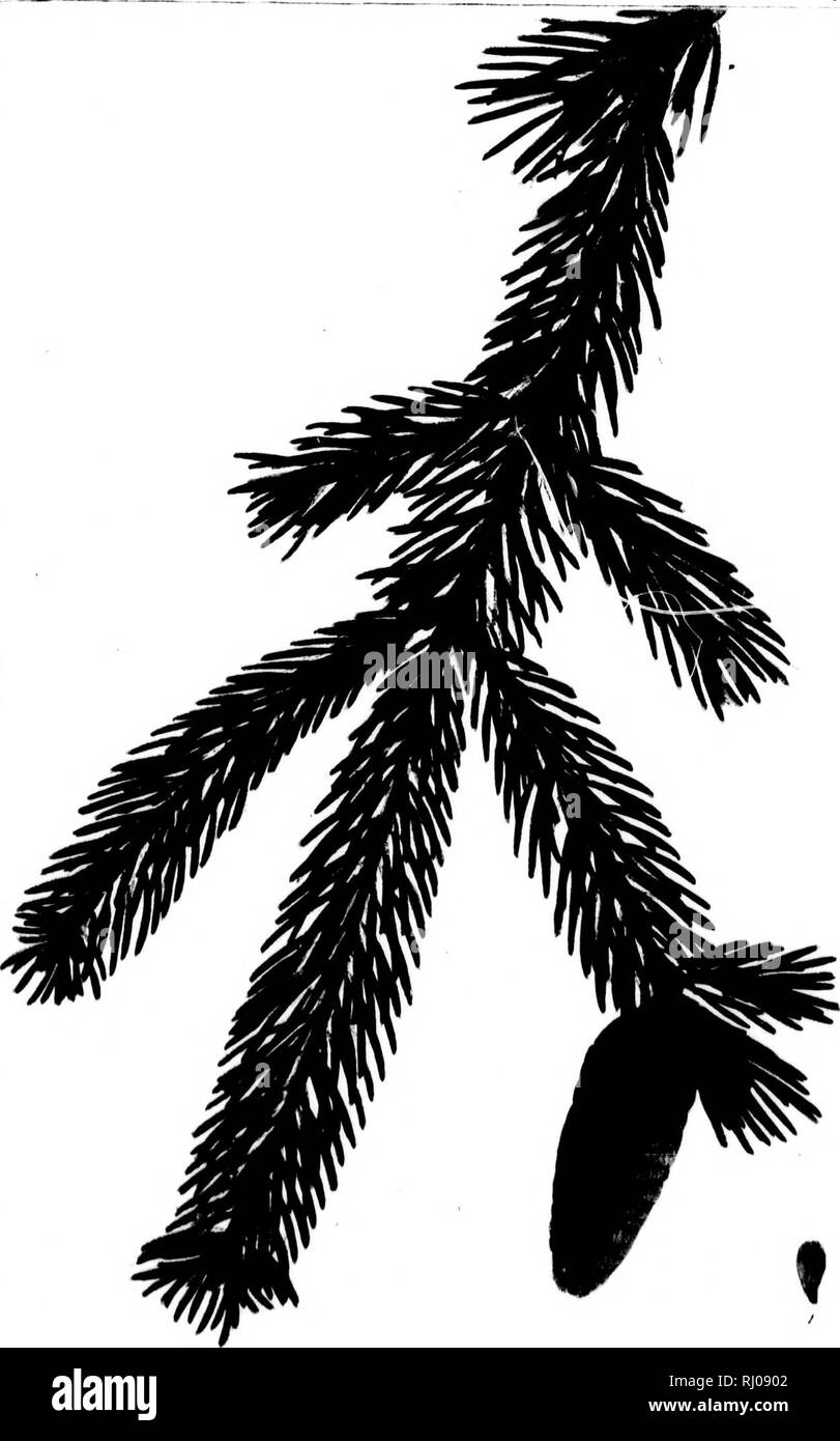 . Il Nord America sylva, o una descrizione degli alberi della foresta di Stati Uniti, in Canada e in Nova Scotia [microformati] : considerata con particolare riguardo al loro uso nelle arti e la loro introduzione in commercio, a cui si aggiunge una descrizione dei più utili della foresta europea alberi. Alberi; botanica; Arbres; Botanique. ''/ ,.".". 'I!' â 1,1 ' w lulc ^lll.Jâ¢l.â â Si )FMI(' &lt;','. â ¢ &gt;'(/. Si prega di notare che queste immagini vengono estratte dalla pagina sottoposta a scansione di immagini che possono essere state migliorate digitalmente per la leggibilità - Colorazione e aspetto di queste illustrazioni potrebbero non p Foto Stock