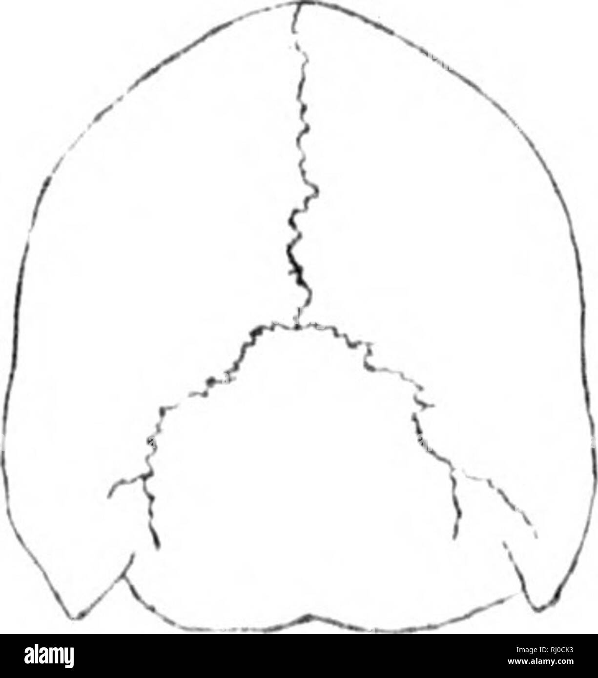 . Artificiale del cranio americana, o una vista comparativa dei teschi di varie nazioni aborigene del nord e sud America [microformati] : a cui è preceduto un saggio sulla varietà della specie umana. Craniology; indiani del Sud America; Craniologie; Indiens; Indiens. Fmiiid hi l'Iwo i)r(('t'iliiit; licad-^. l&GT;presso l;ii'i;i'i'. ami iiijproacliiiii; iicariT a tlie CaiicasiMii modello. Iiolli nella sua pidporlioiis e lat'lal allele. Ml;VM lir.MKNTS. Loiiiilitudimil diamili r. (Parietali liainelcr. Dianieler frontale. Diainitcr verticale. Inler-niastoid arch. Intei'-iuastoid linea. Occi|)ilo-fron(al Foto Stock