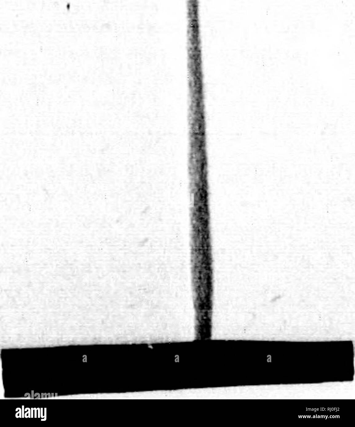 . La morfologia del cilindro centrale nelle angiosperme [microformati]. Stele (botanica); angiosperme; Stèle (Botanique); Angiospermes. ^NGIUSPRRMS )unt del fatto jusly singola e ^linder è alcuni- iws maggiore e un gregated nel ;rands di parentesi- itute il mcdul- 1cm e floema I nel suo parere, : fasci di De iifferent morfo- ue della corteccia, tipo è spento ericycle e la fibra di ric-ind vascolare nei gambi, nccs tra la ium, e certo è e pericycle, ra i meri- le piazzole. Il frag- 3 unite intorno al primo posto semplicemente intral cilindro è ; il suo midollo e raggi di noleggio fuori del tessuto Foto Stock
