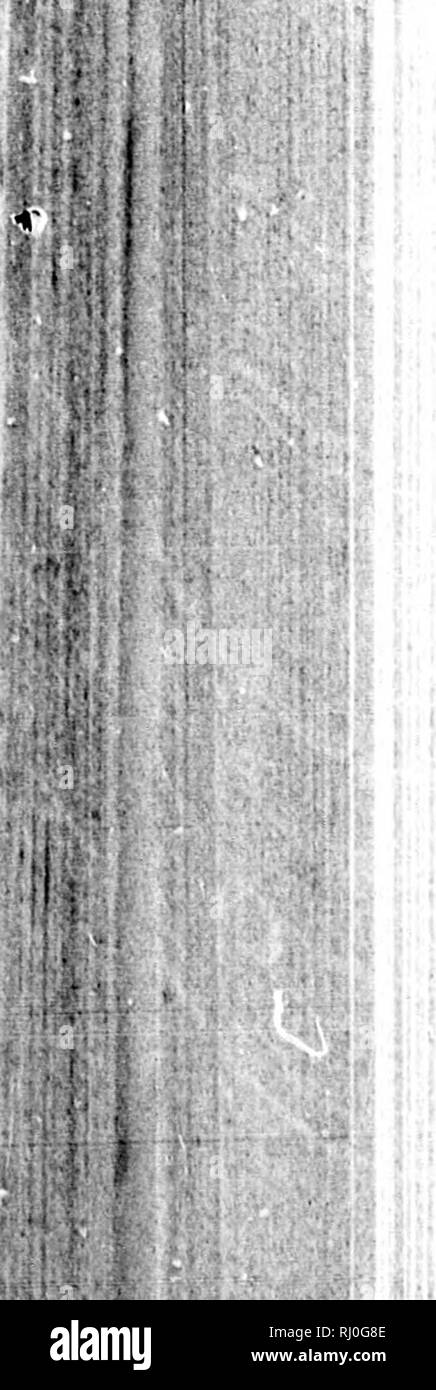 . Manuale di storia naturale, la geologia e la fisica della Groenlandia e delle regioni limitrofe / preparati per l'utilizzo della spedizione artica del 1875, sotto la direzione del comitato di artico della Royal Society e edito da T. Rupert Jones. Insieme con le istruzioni suggerite dal Comitato artico della Royal Society per l'utilizzo della spedizione / pubblicato dal potere dei signori Commissari di Admiralty [microformati]. Storia naturale; spedizioni scientifiche; Sciences Naturelles; ExpÃ©ditions scientifiques. C98 il magnetismo terrestre. Â 'til -i I : f " â. tra 4 e 5 o'clo Foto Stock